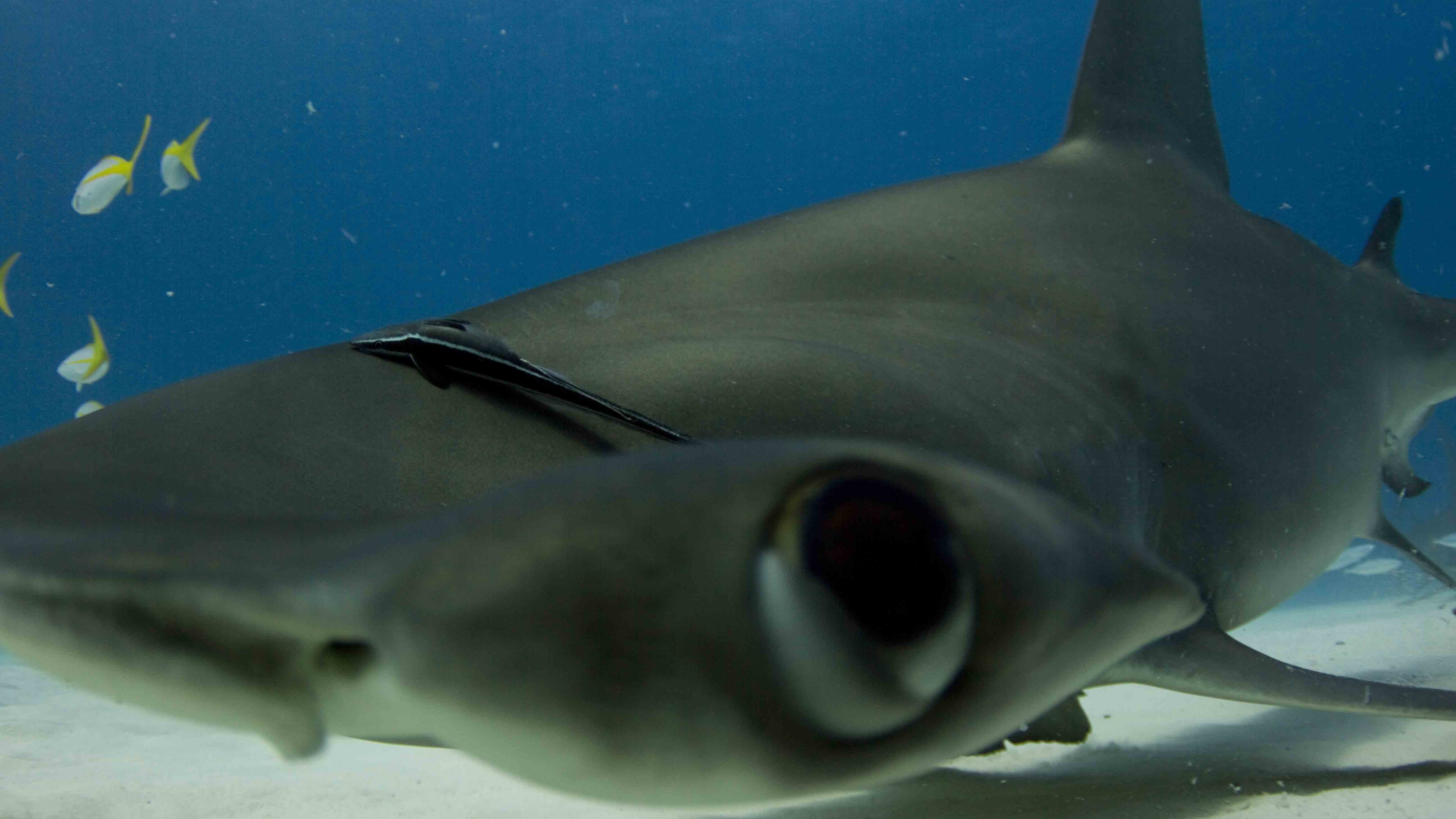 Sharks, 5K, Hammerhead Shark, HD Wallpaper