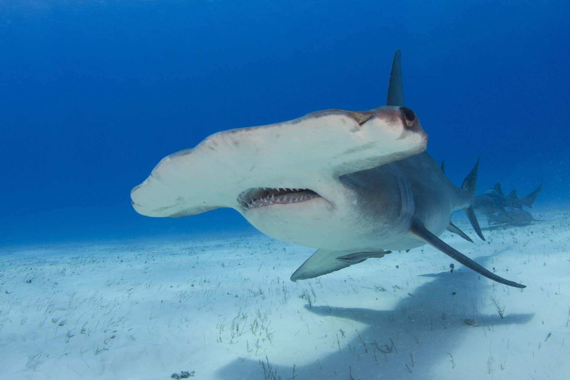 1080P, Hammerhead Shark, Sharks, HD Wallpaper
