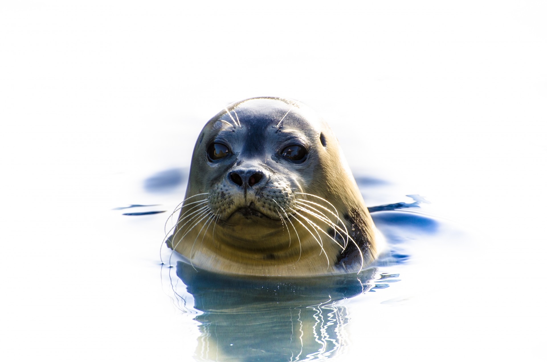 water, european, bright, marine, light, wildlife, wet, head, seal, portrait, cute, ecology, vertebrate, animal head, 1080P, underwater, seal - Animal, HD Wallpaper