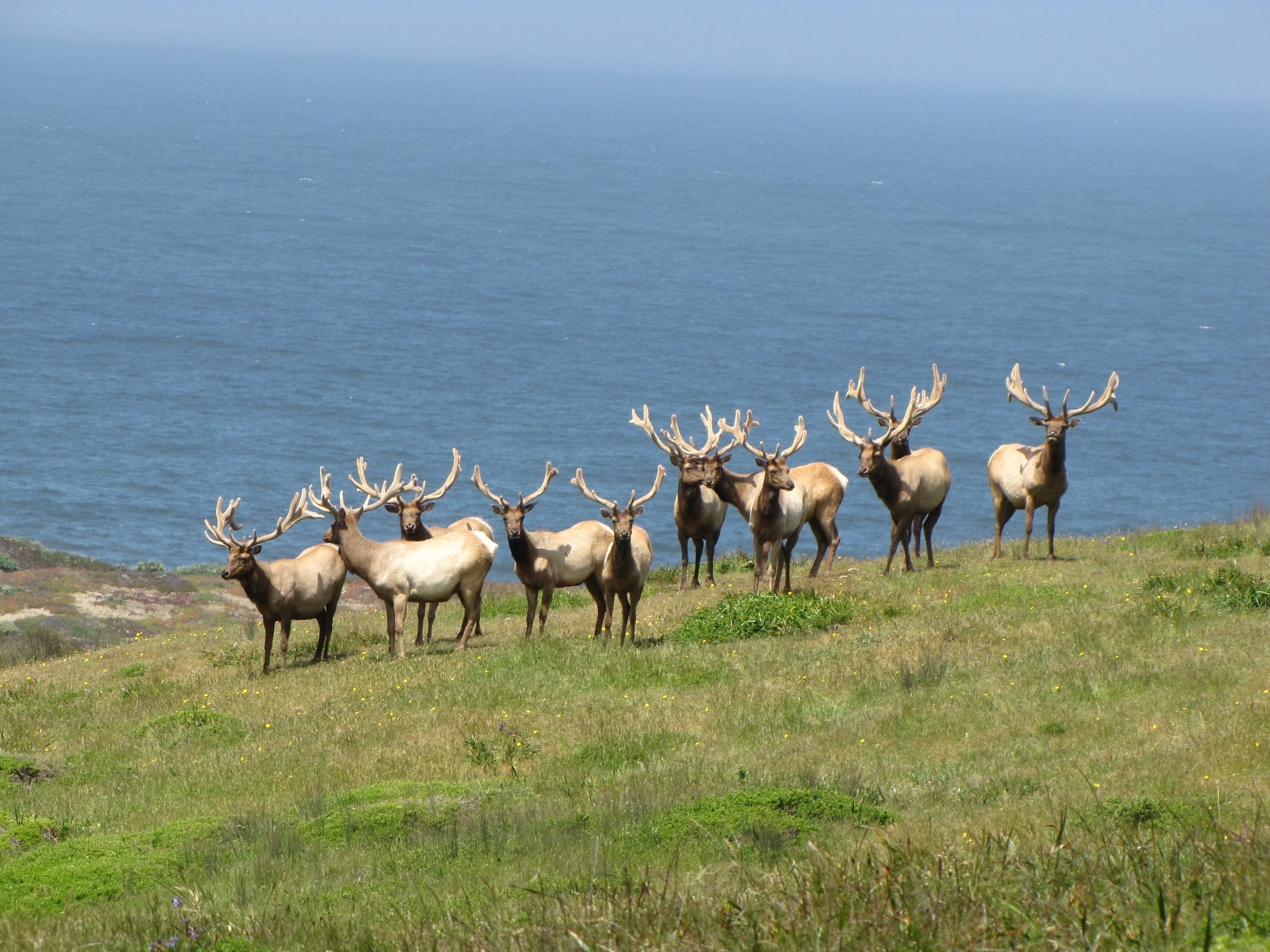 antlers, mammal, animals, meadow, plant, california, males, grazing, water, brown, ocean, sea, animal wildlife, usa, animals in the wild, landscape, land, HD Wallpaper
