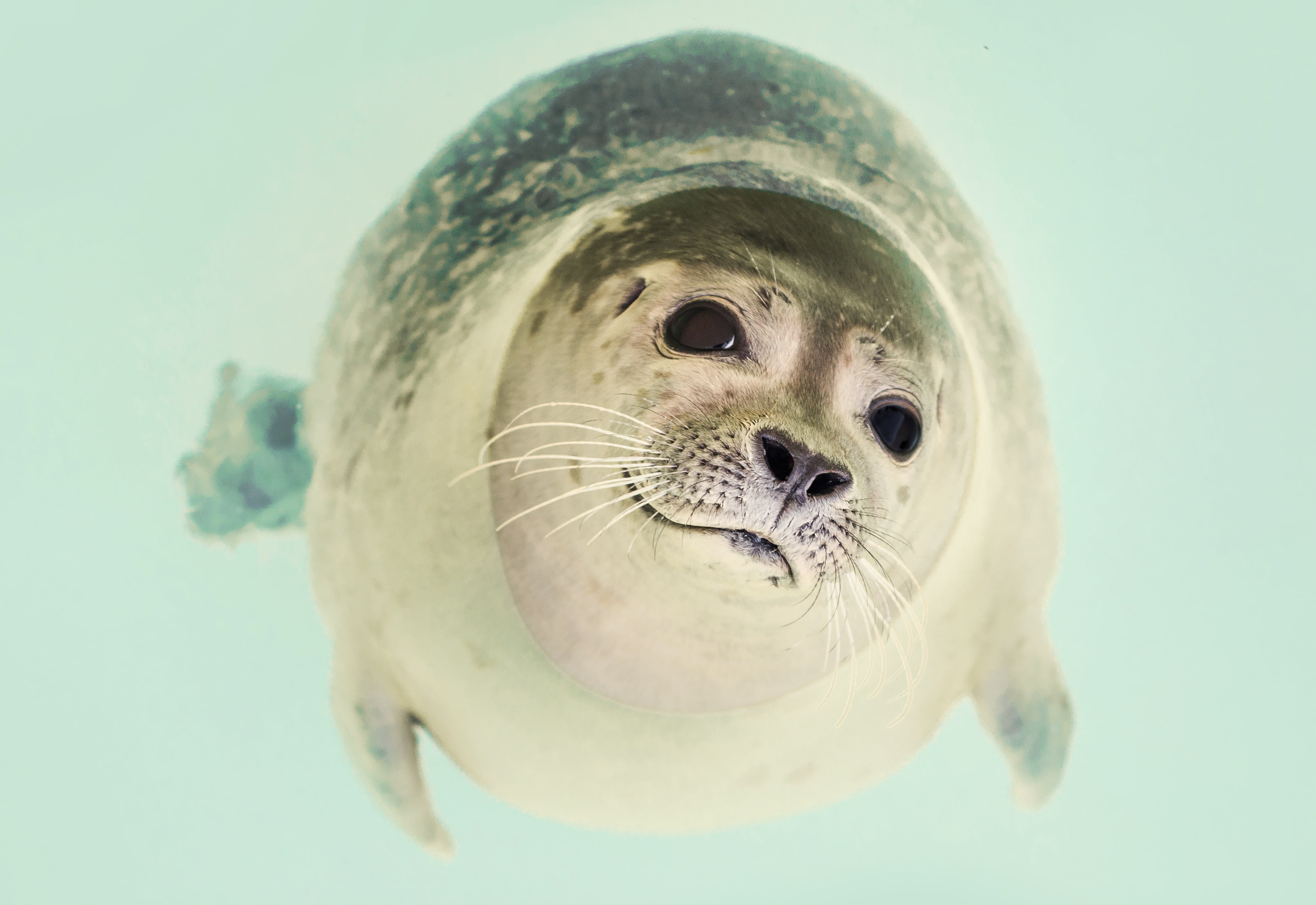 adorable, close-up, vertebrate, undersea, cute, happiness, fish, ocean, one animal, animals in the wild, cute animals, animal, seal, animal themes, sea, HD Wallpaper