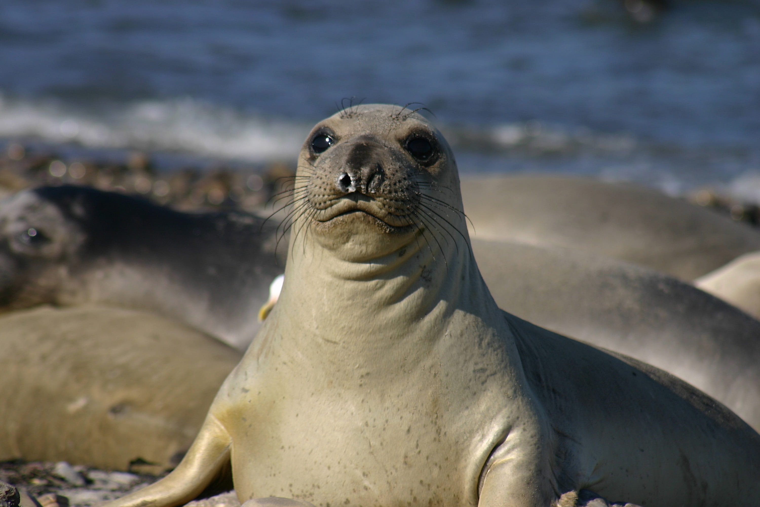 2K, one animal, vertebrate, animal themes, animal, surf, coast, day, sea life, focus on foreground, shore, mammal, portrait, pinniped, beach, looking, HD Wallpaper