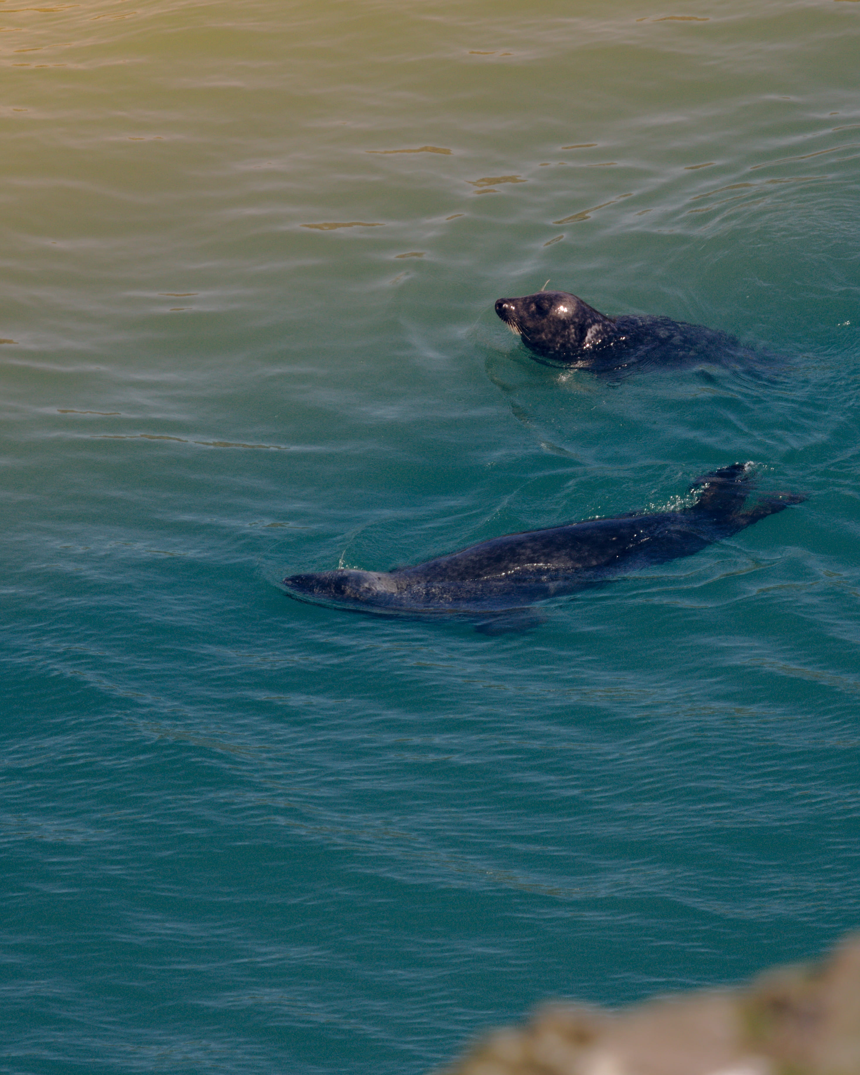 2K, body, invertebrate, animals in the wild, ripple, nature, animal head, vertebrate, two, sea lion, one animal, no people, high angle view, earless, turquoise colored, Phone HD Wallpaper