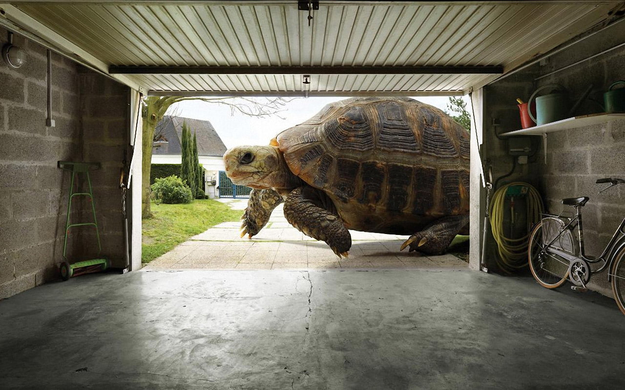 720P, huge, tortoise, HD Wallpaper