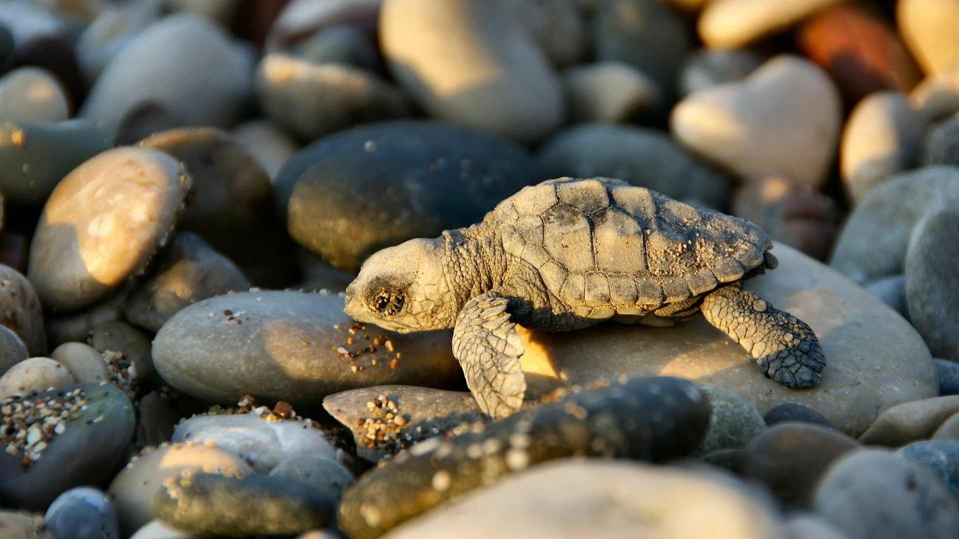 1080P, turtle, animals, hd, tortoise, HD Wallpaper