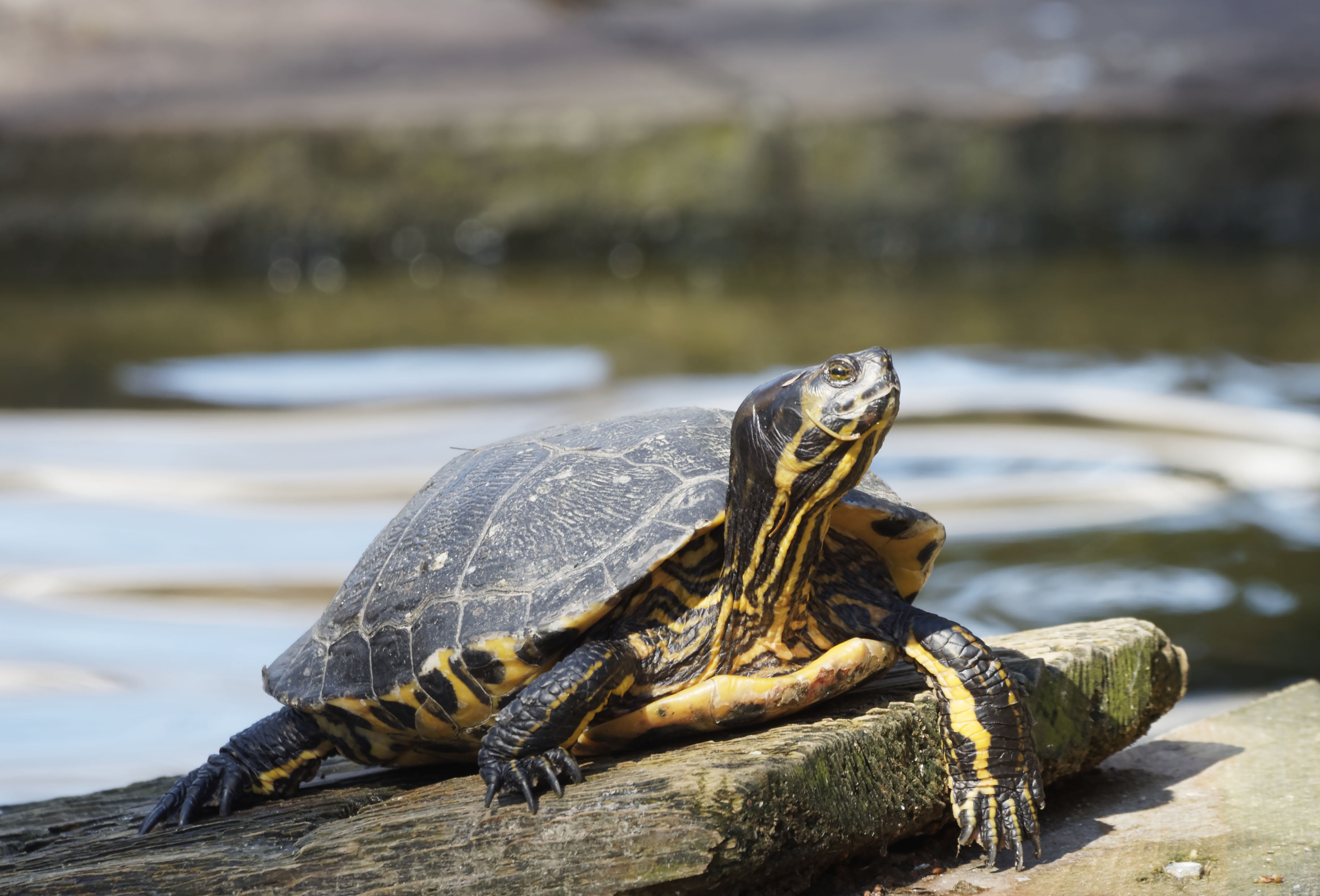 day, brown, water, turtle, no people, reptile, focus on foreground, nature, amphibian, head, vertebrate, lake, animal themes, mouth open, close-up, 4K, HD Wallpaper
