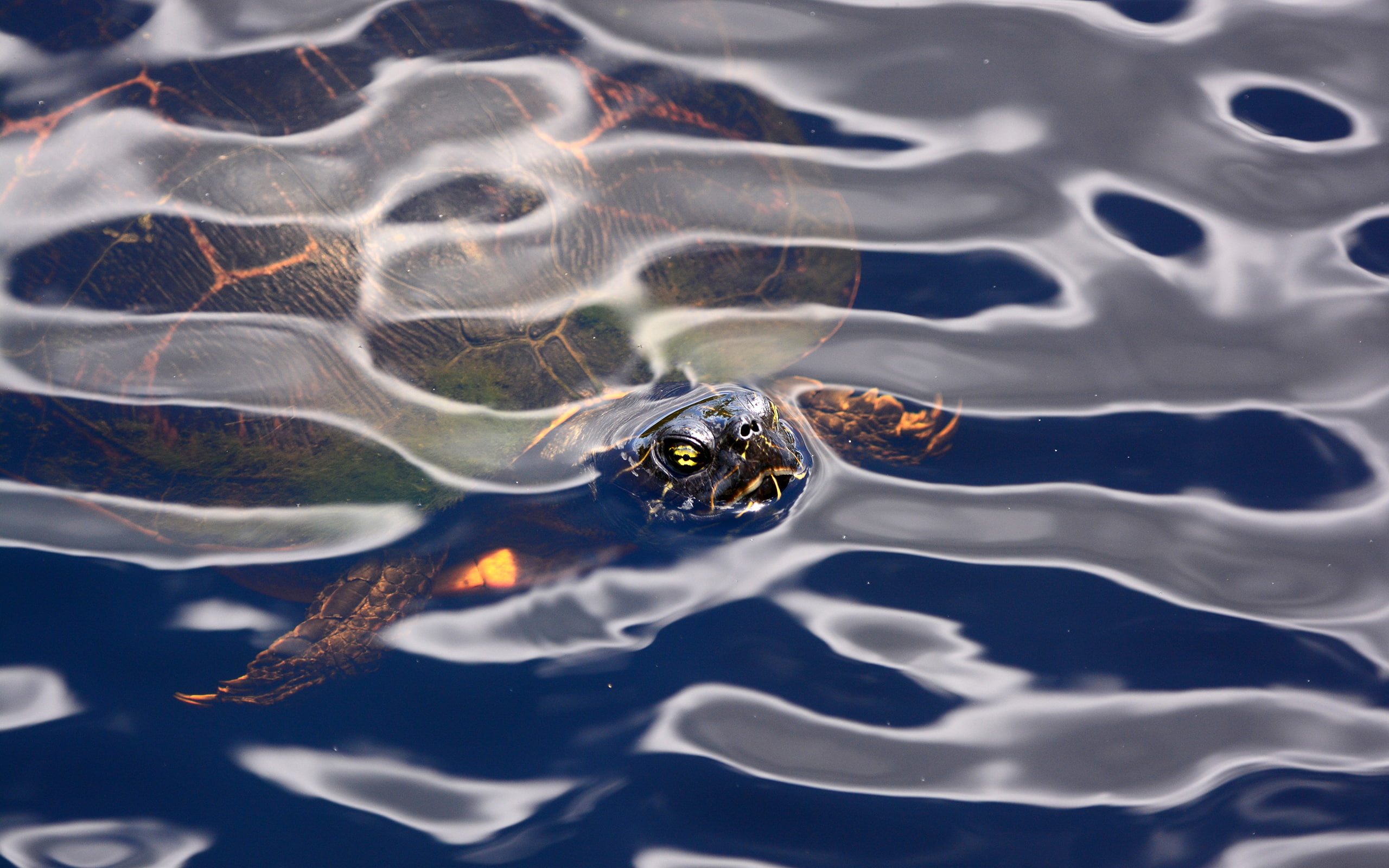 2K, animals, hd, tortoise, turtle, HD Wallpaper