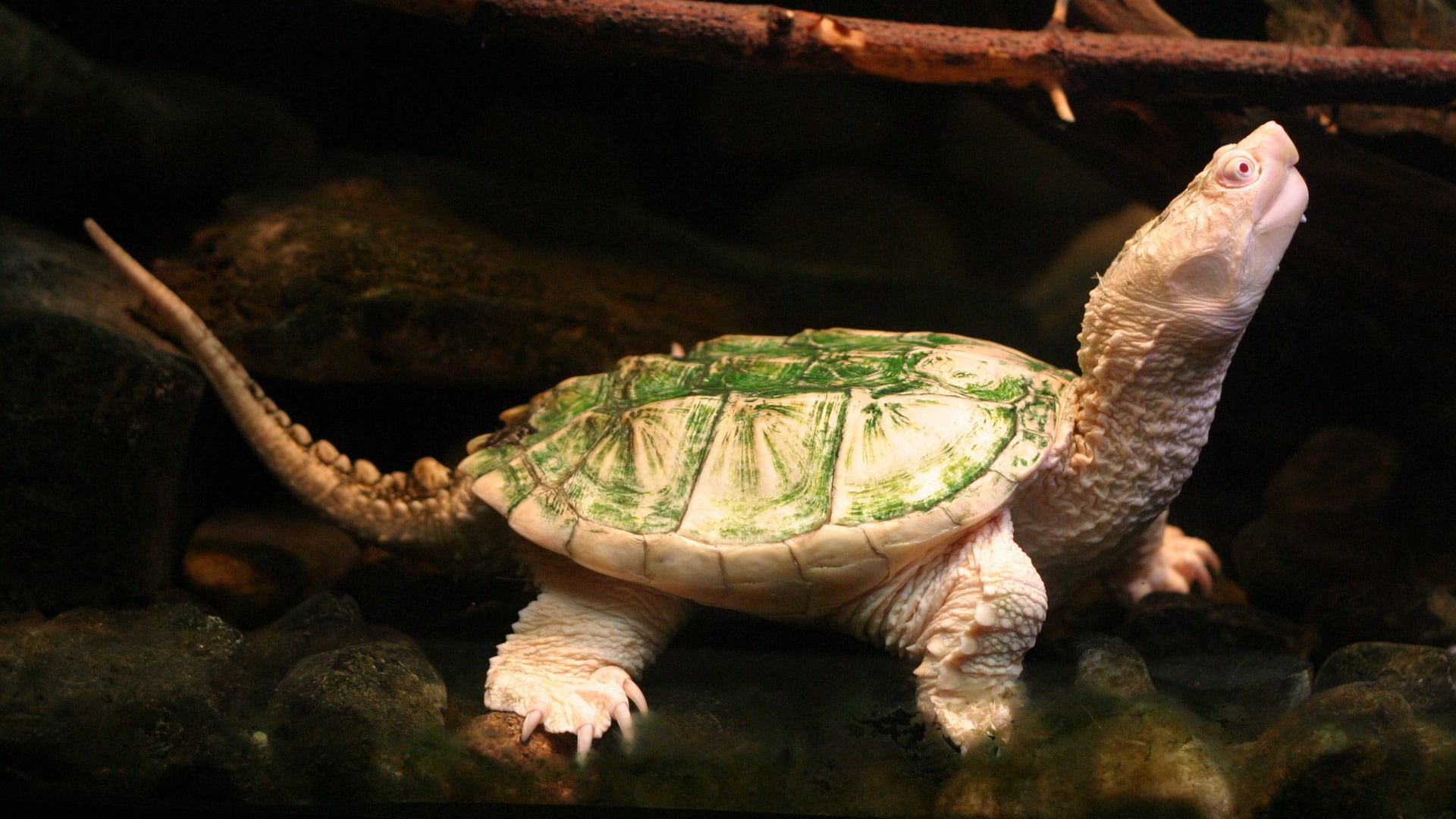 1080P, hd, green, tortoise, turtle, animals, white, HD Wallpaper