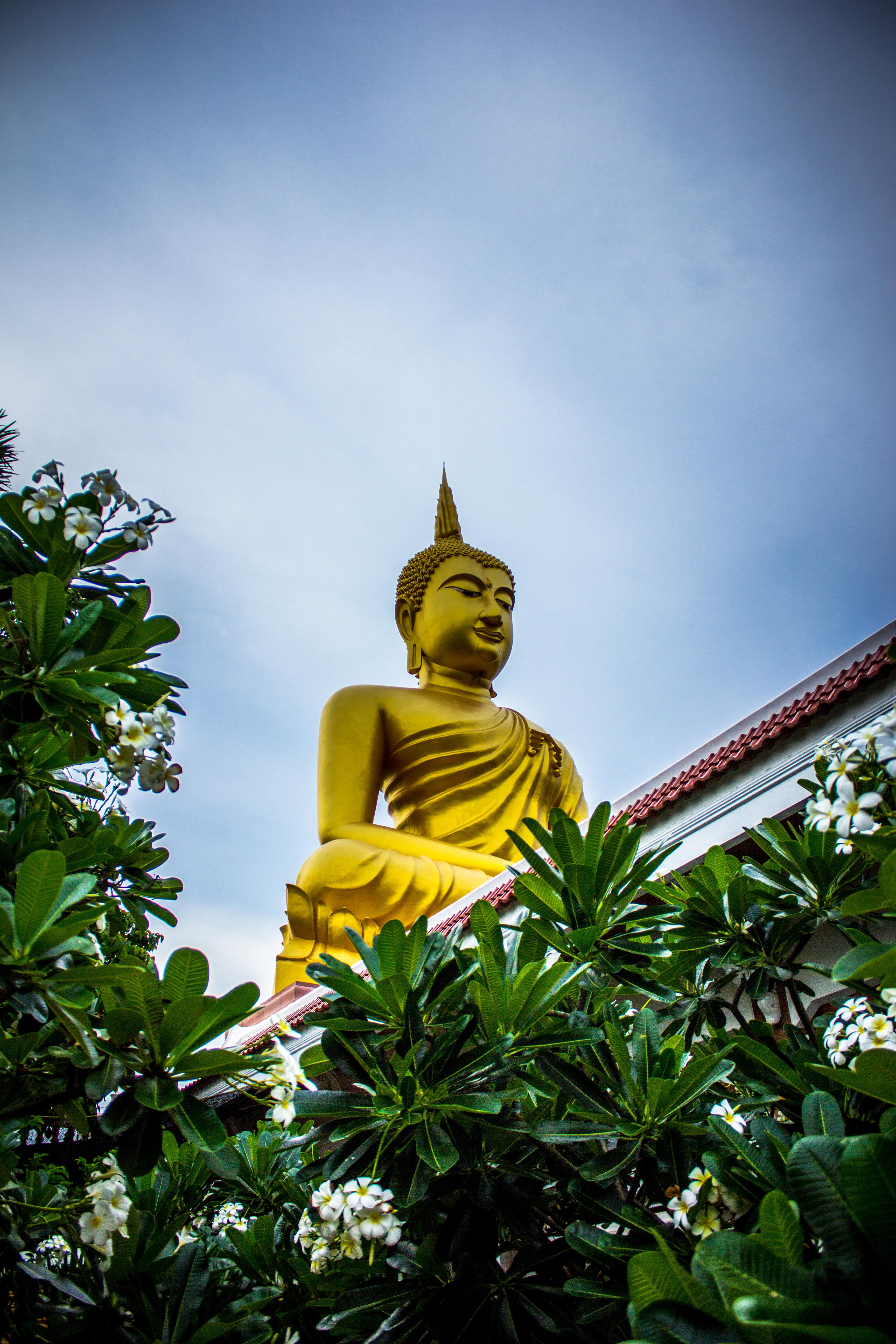 tree, near, sacred, spirituality, famous, religious, daytime, Asian, human representation, flowers, low angle view, asia, representation, worship, statue, Phone HD Wallpaper