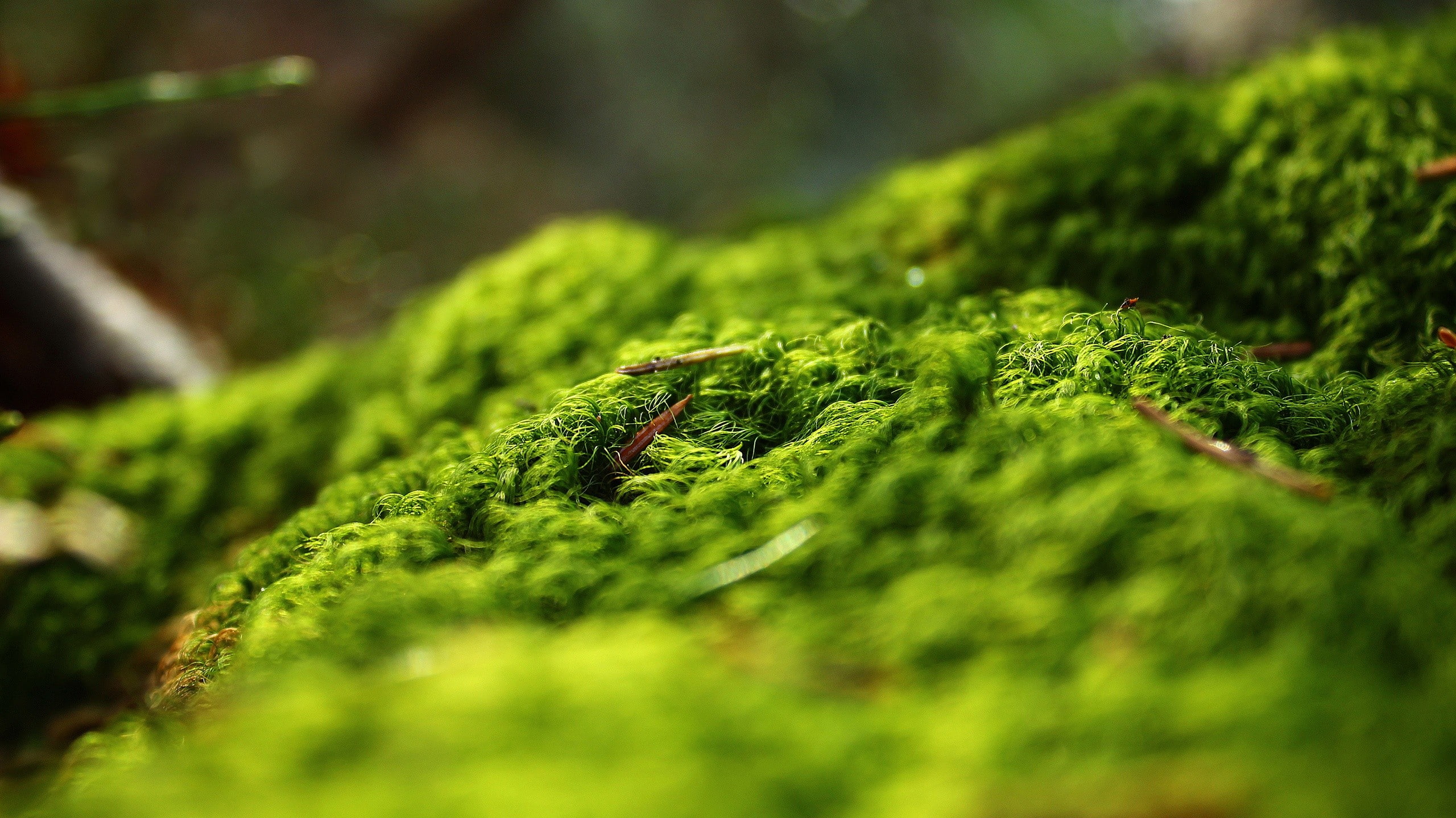 moss, forest, no people, outdoors, beauty in nature, nature, macro, animal wildlife, day, plant, rainforest, green color, selective focus, tree, animal, HD Wallpaper