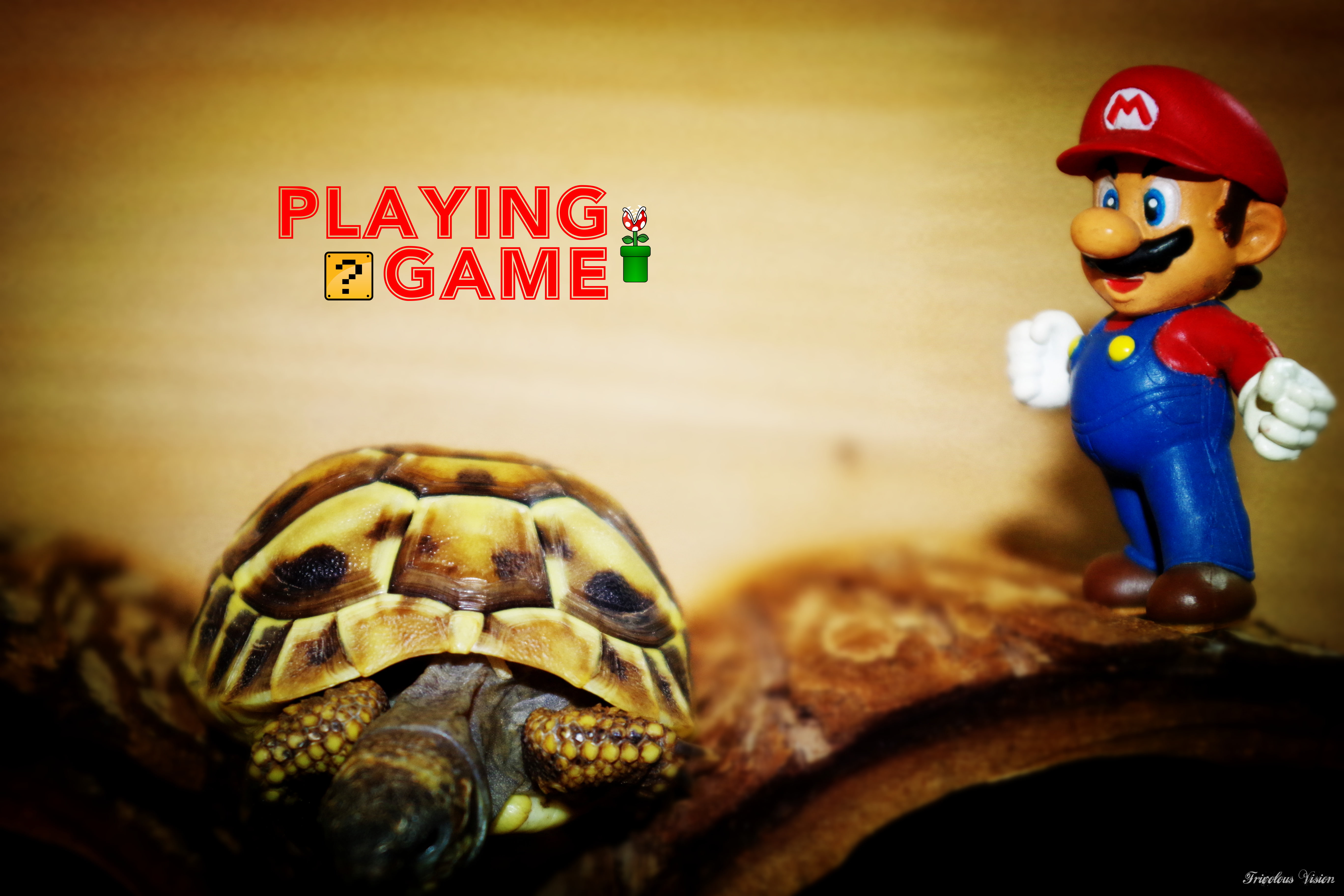 animal wildlife, no people, tortoise, turtle, sign, reptile, figurine, representation, selective focus, close-up, indoors, human representation, Super Mario, HD Wallpaper