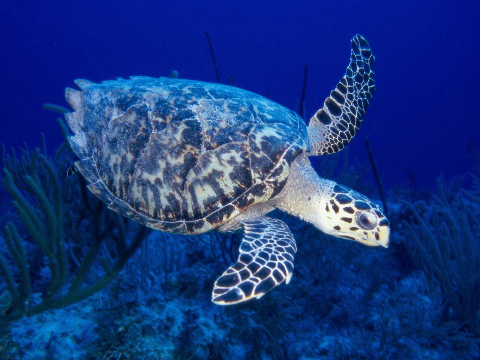blue, undersea, turtle, sea, nature, 720P, swimming, tortoise, water, vertebrate, sea Life, reef, underwater world, pacific Ocean, coral, one animal, brown, HD Wallpaper