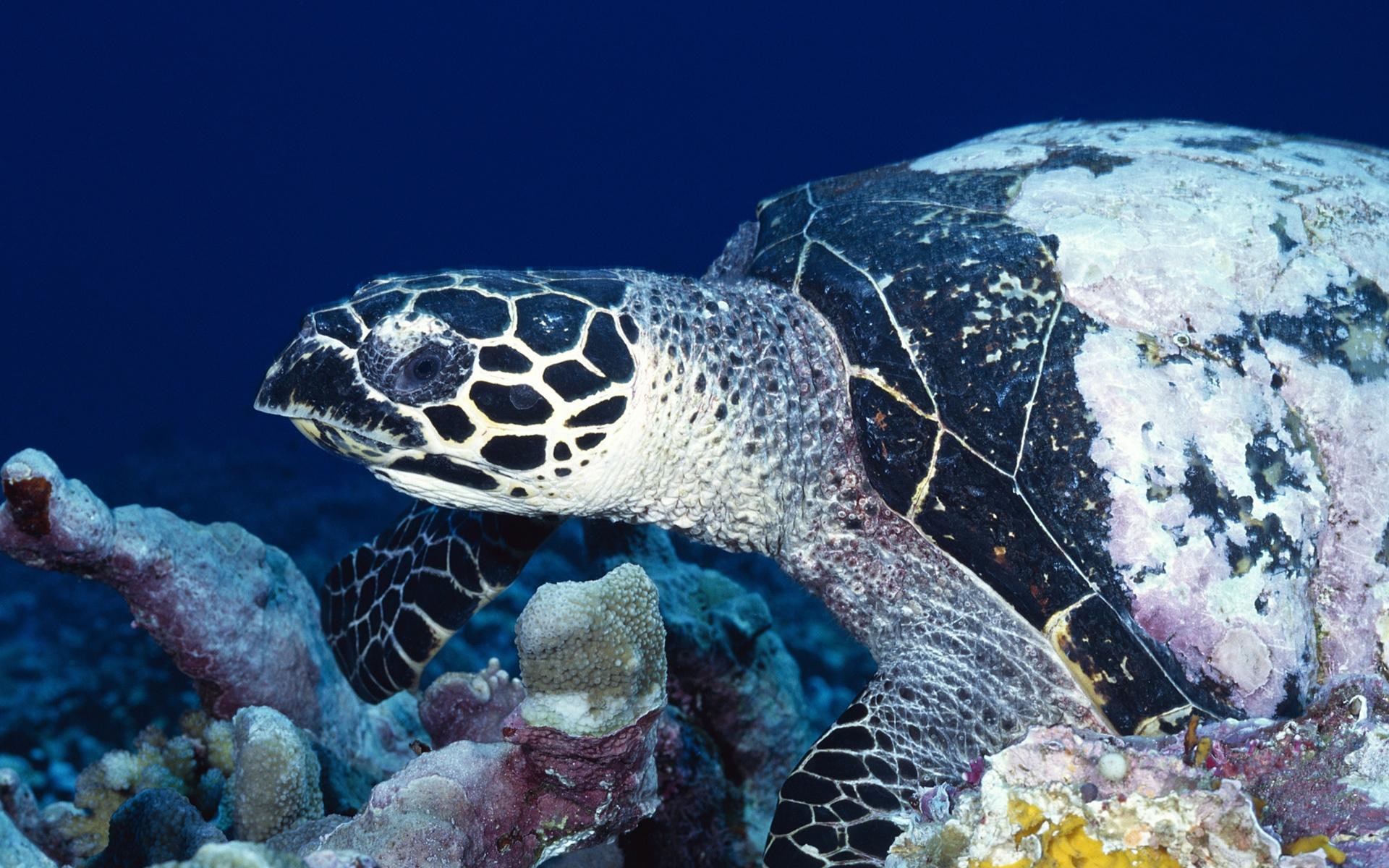 coral, tortoise, nature and landscapes, tortoises, oceans, 1080P, turles, underwater, HD Wallpaper