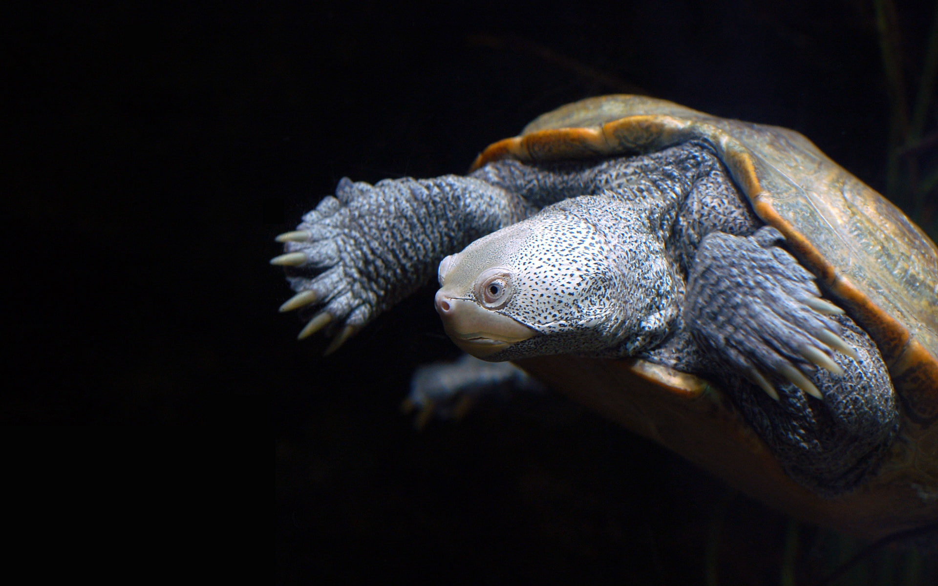 hd, 1080P, black, tortoise, brown, animals, turtle, HD Wallpaper