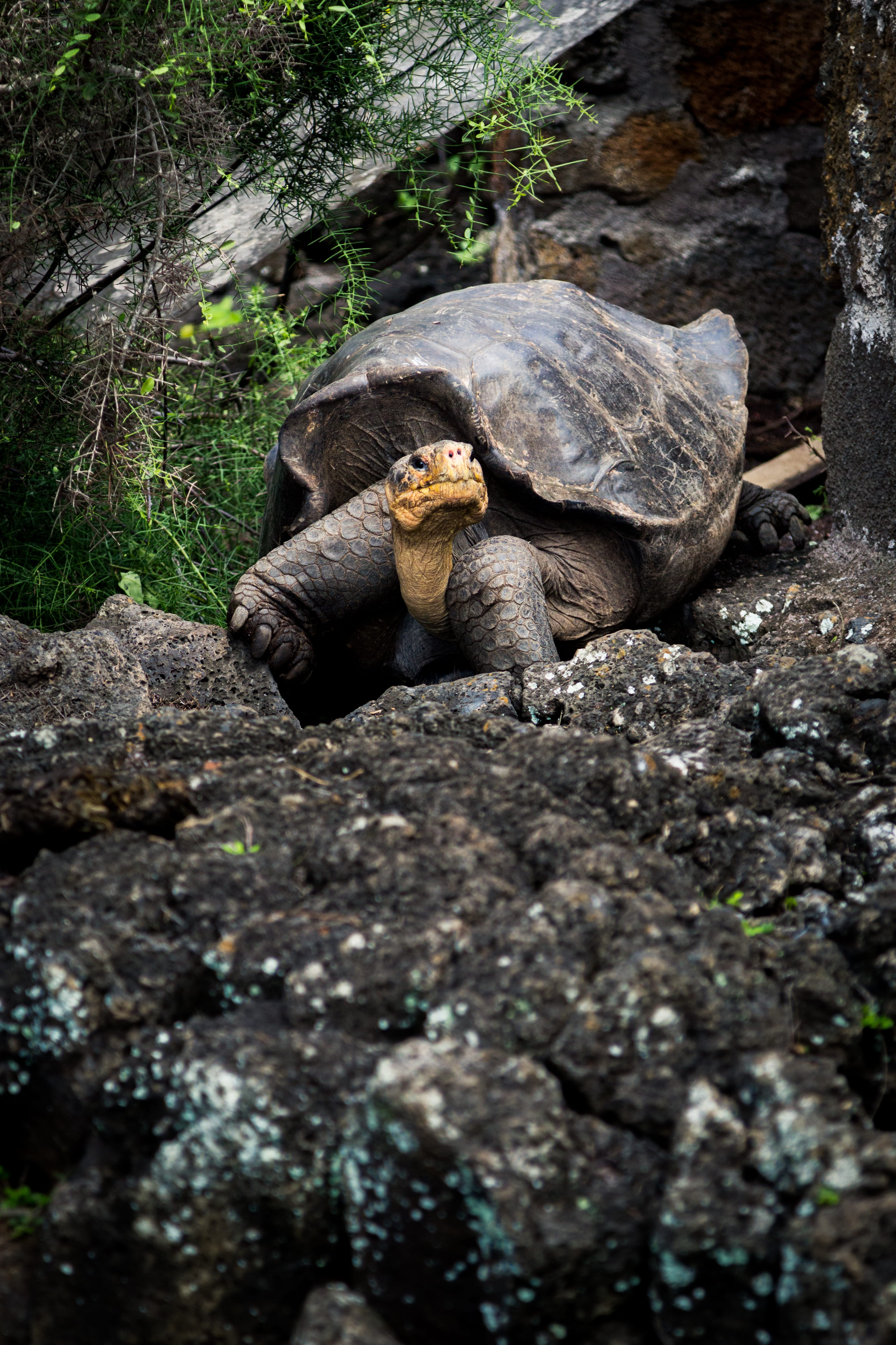 wildlife, shell, forest, daylight, turtle, group of animals, two animals, vertebrate, eyes, soil, animal photography, wild, day, grass, rocks, rock - object, Phone HD Wallpaper