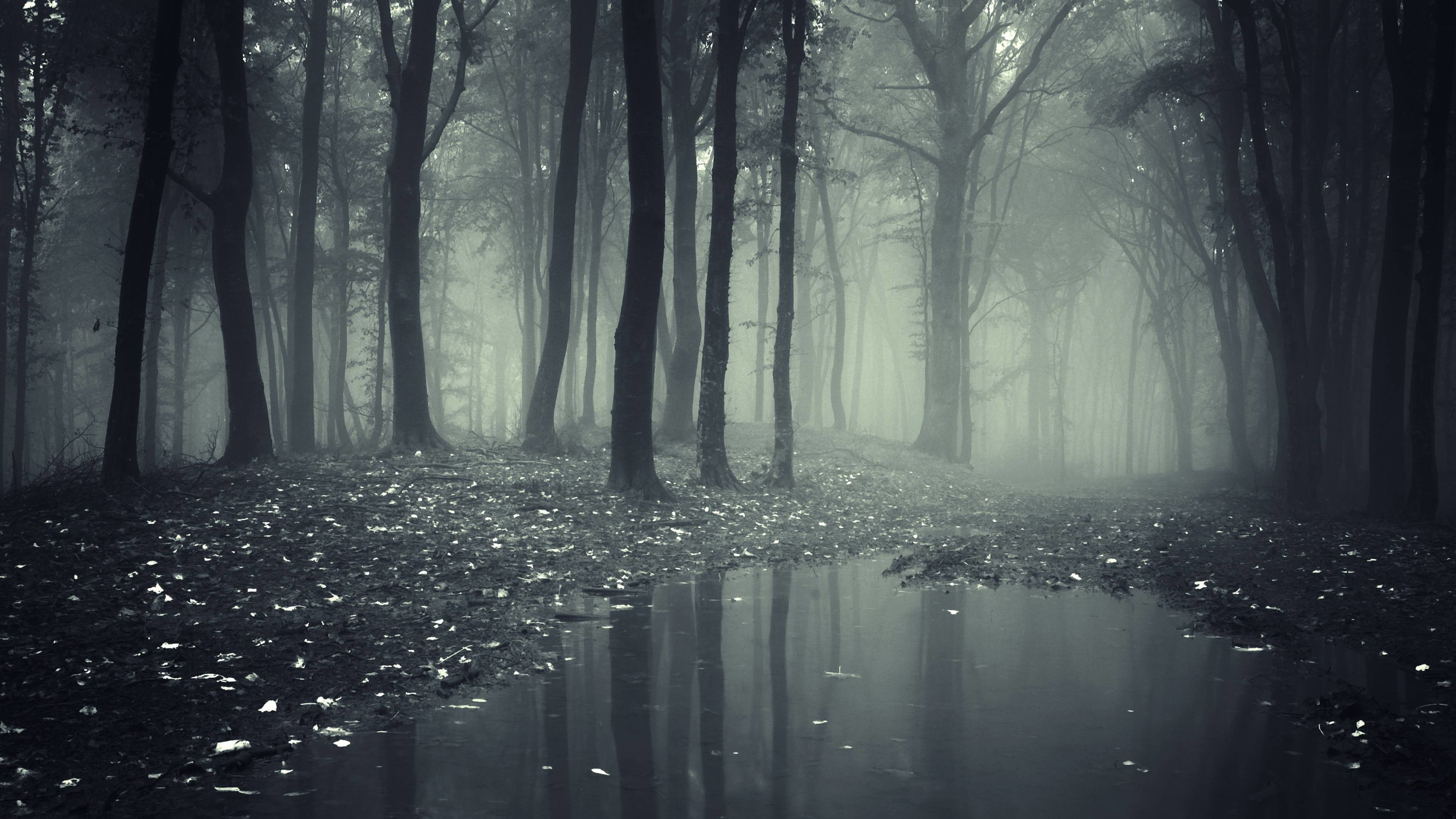 nature, tree stump, water, dark, 4K, trees, forest, leaves, tree trunk, HD Wallpaper