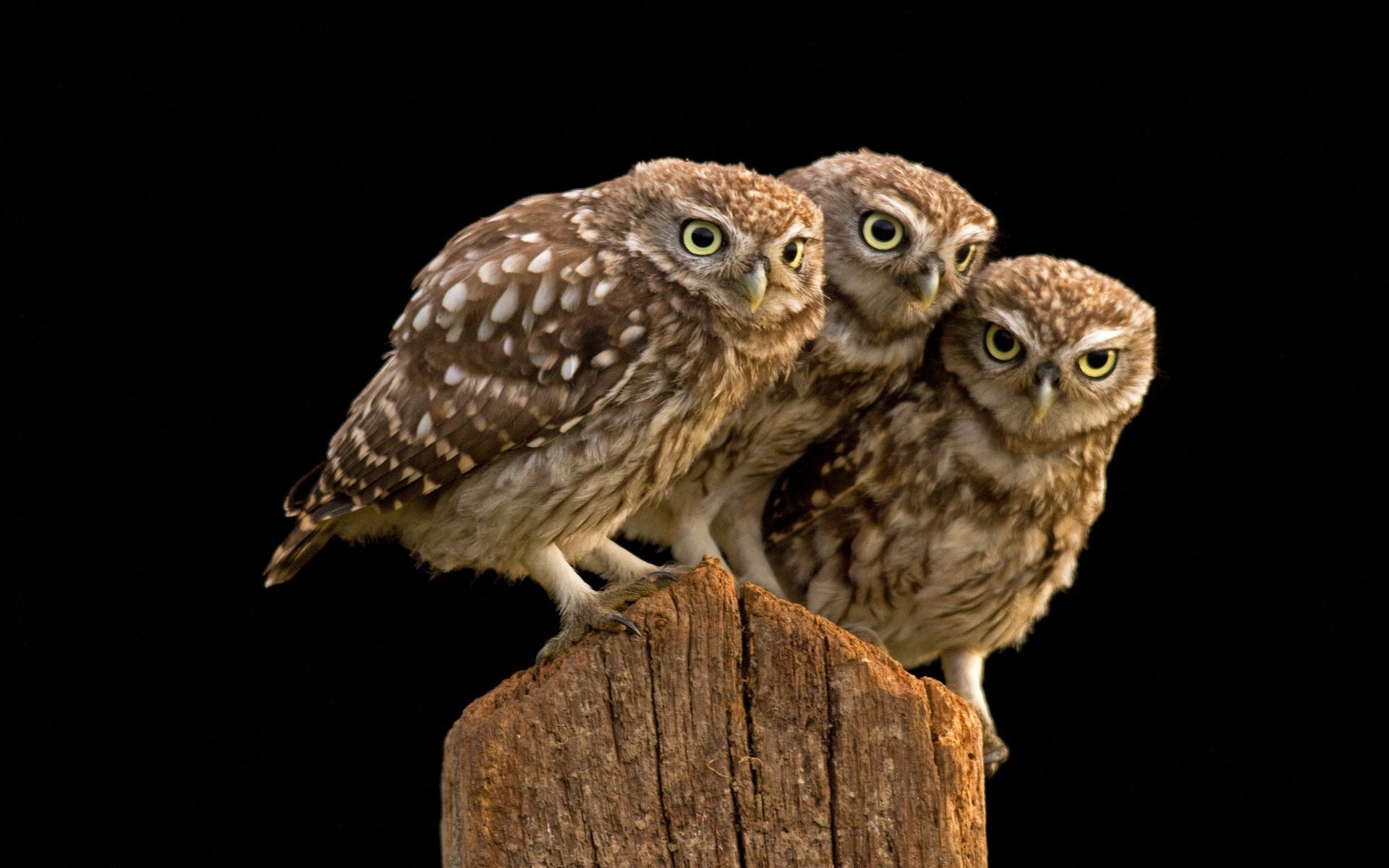 Stump, Three, Owl, 1080P, Tree, HD Wallpaper