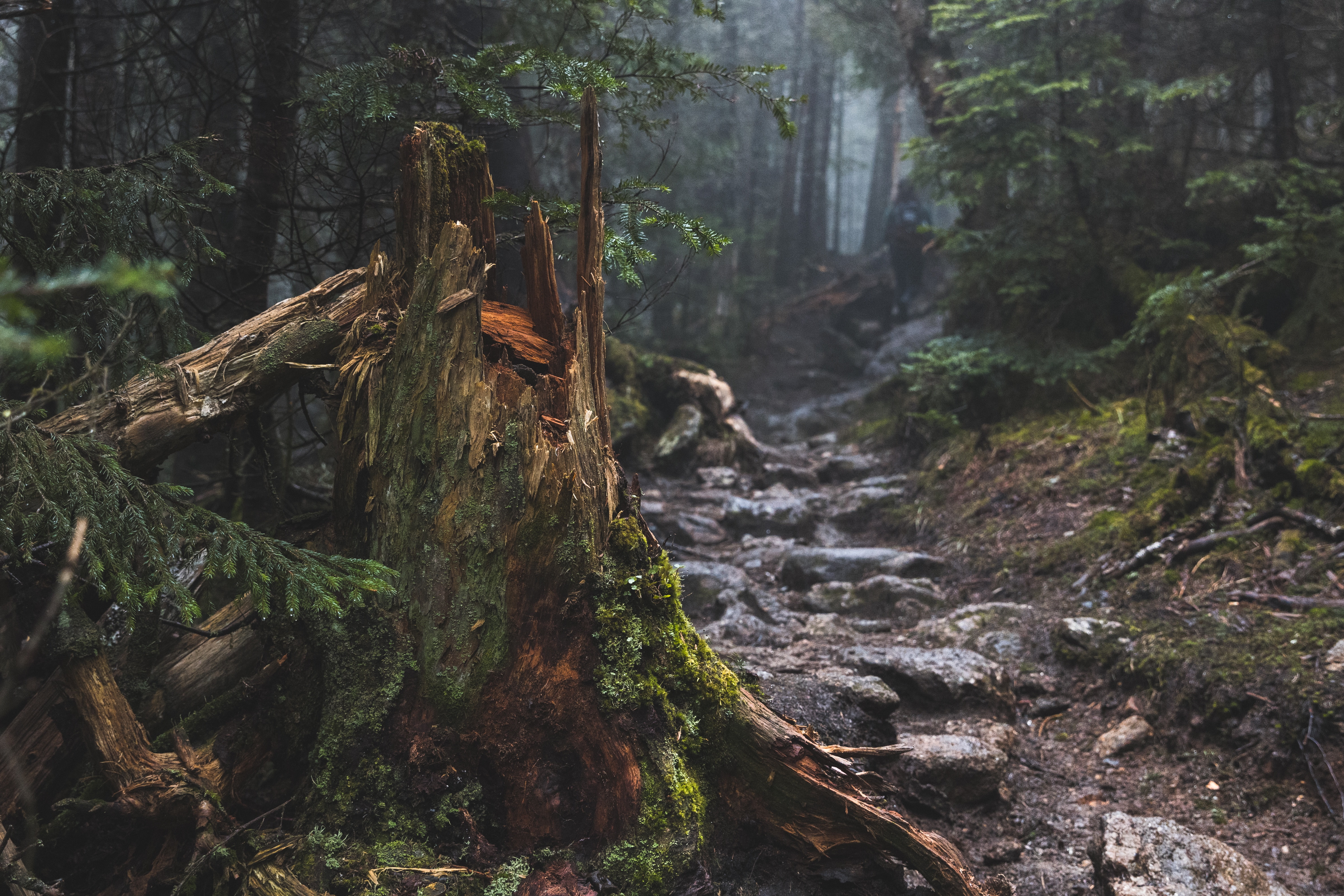 5K, forest, rock, path, mist, tree stump, HD Wallpaper