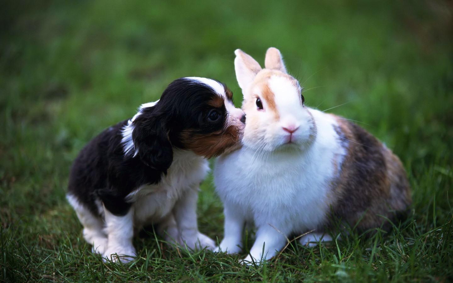 hd, dog, cute, 720P, rabbit, 1440x900, HD Wallpaper