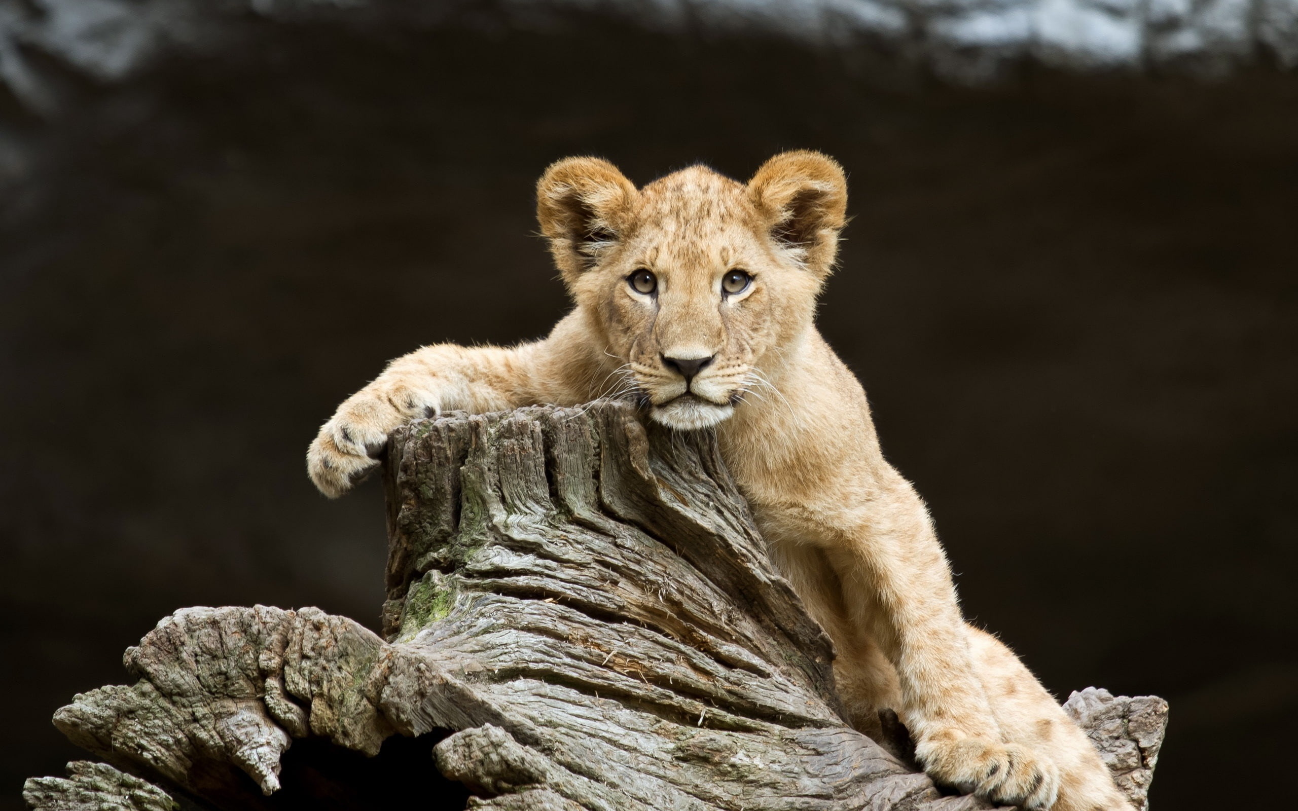Stump, Lion, Cute, 2K, HD Wallpaper