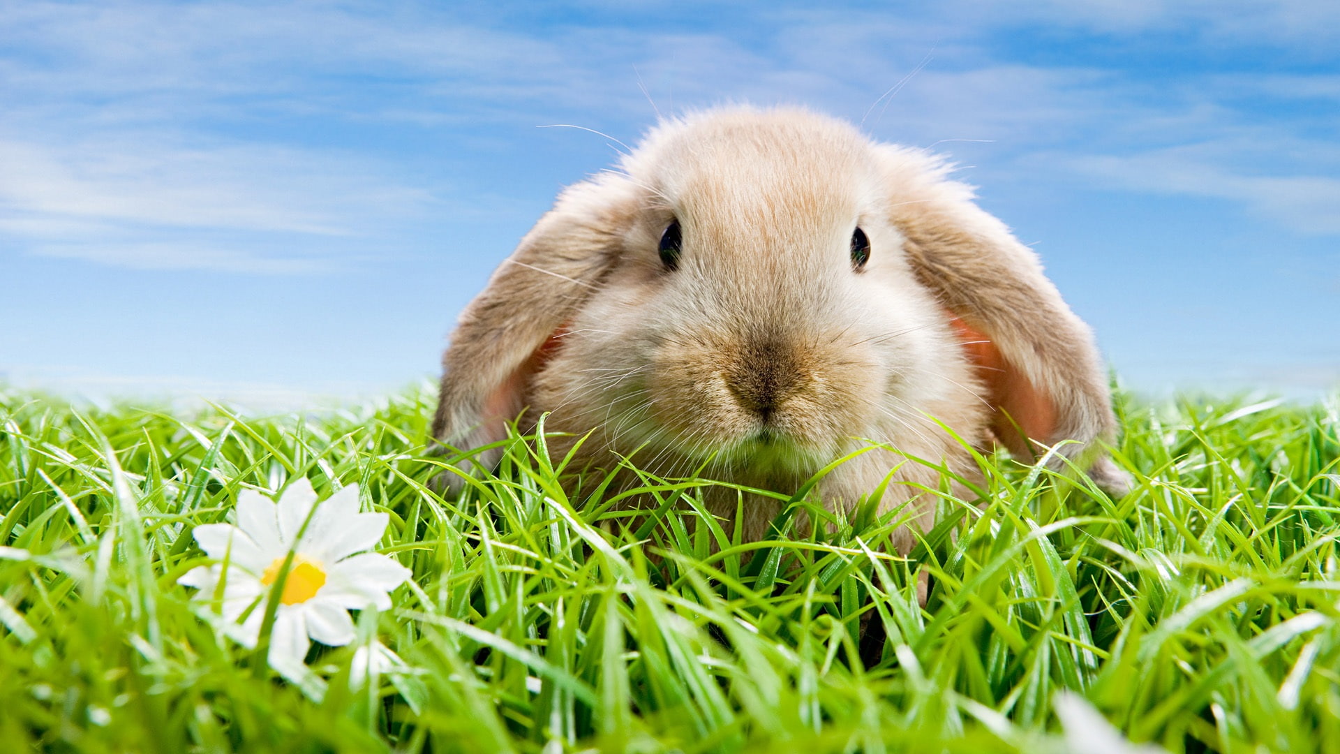 1080P, Rabbit, Cute, HD Wallpaper