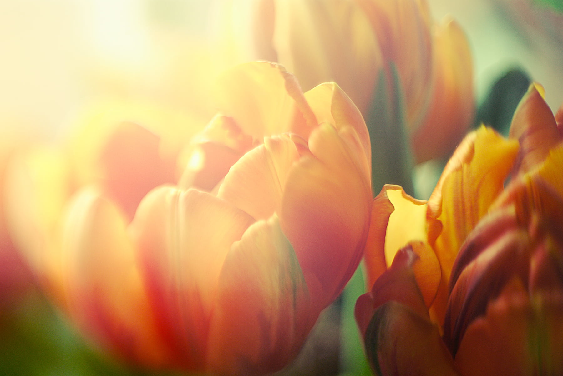flower Head, hend, tilted, freshness, plant, nature, yellow, photography, beauty In Nature, tulip, Nikon  d3000, close, close-up photography, petal, lensbaby, HD Wallpaper