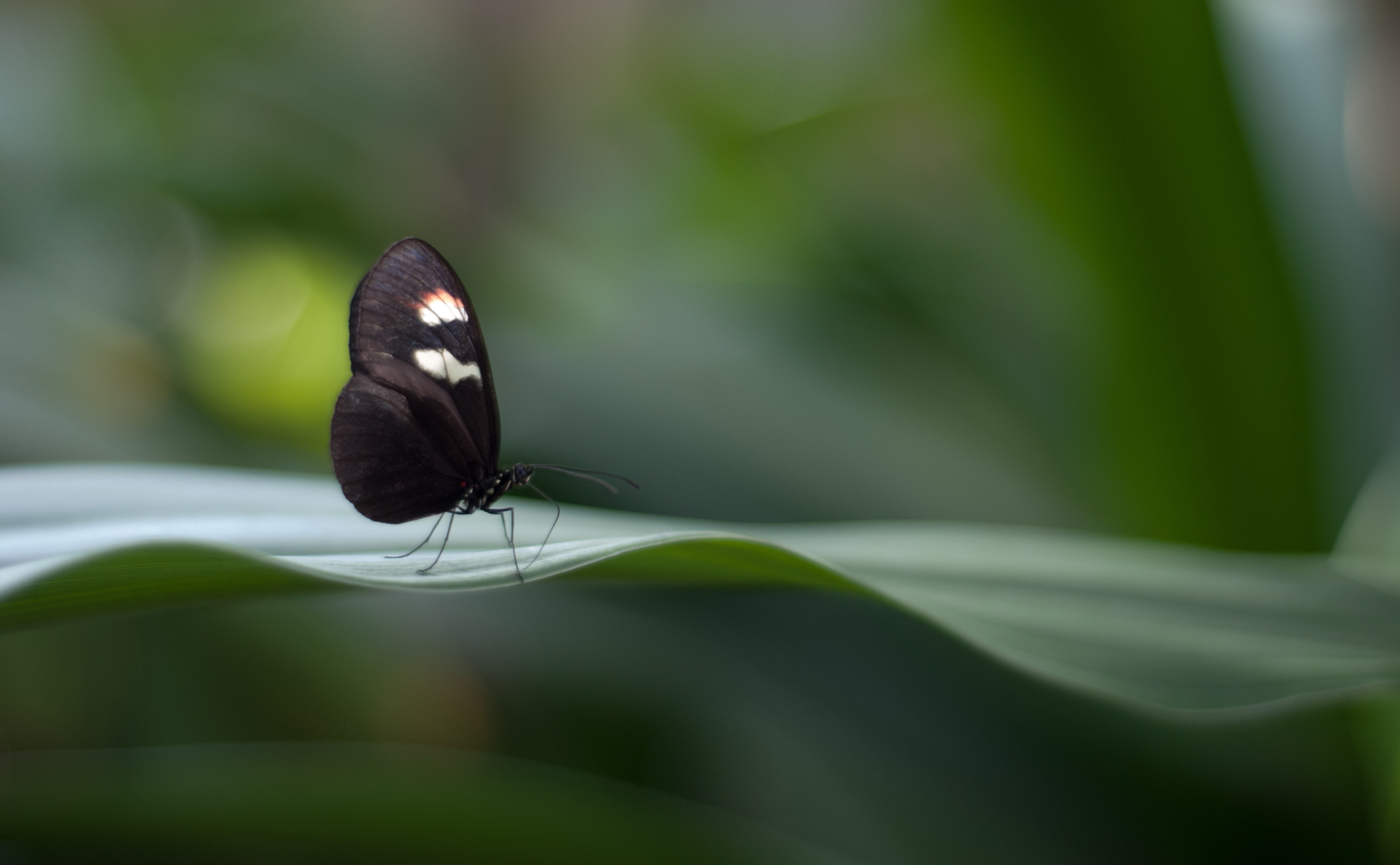 leaf, close-up, insect, no people, Green, vulnerability, animal wing, one animal, Insects, flora, Postman, Grand Rapids, animal, beauty in nature, Butterfly, HD Wallpaper