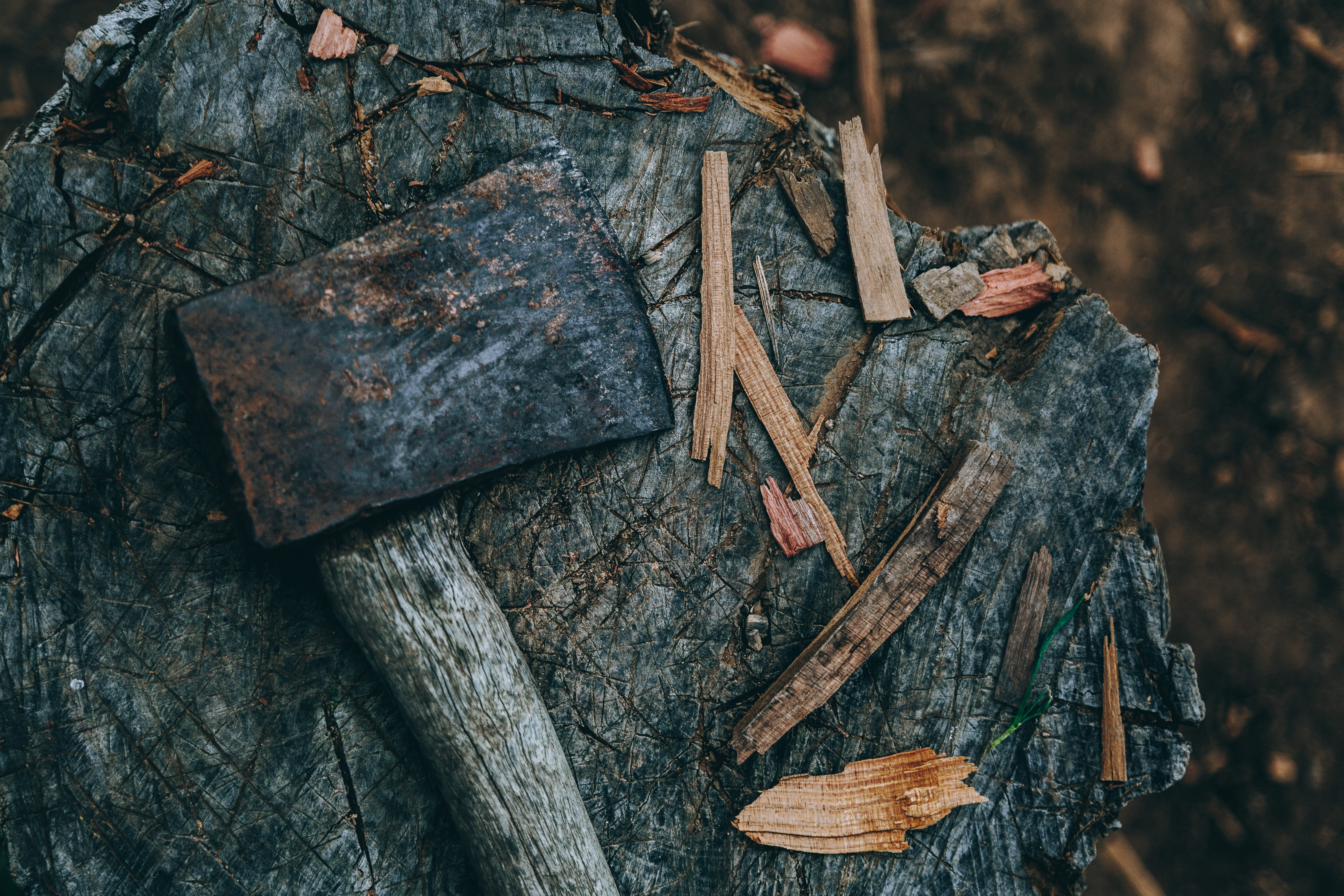 day, timber, photography, texture, nature, outdoors, stump, wood - material, animal wildlife, reptile, focus, wood, axe, cut, plant, wood chopping, 5K, HD Wallpaper
