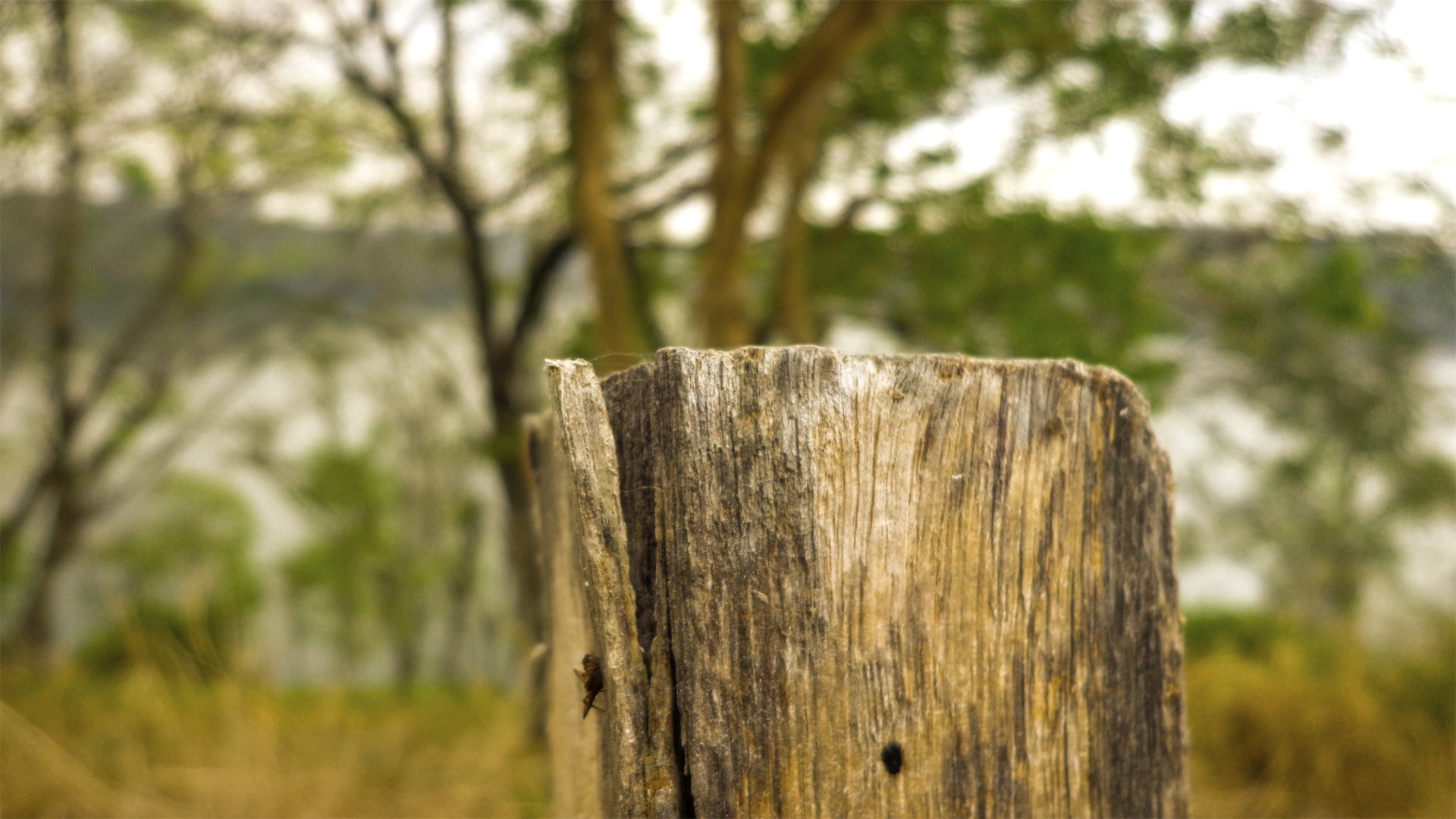no people, wood - material, tree stump, focus on foreground, wooden post, land, landscape, close-up, bark, tranquility, nature, day, boundary, wood, 1080P, HD Wallpaper