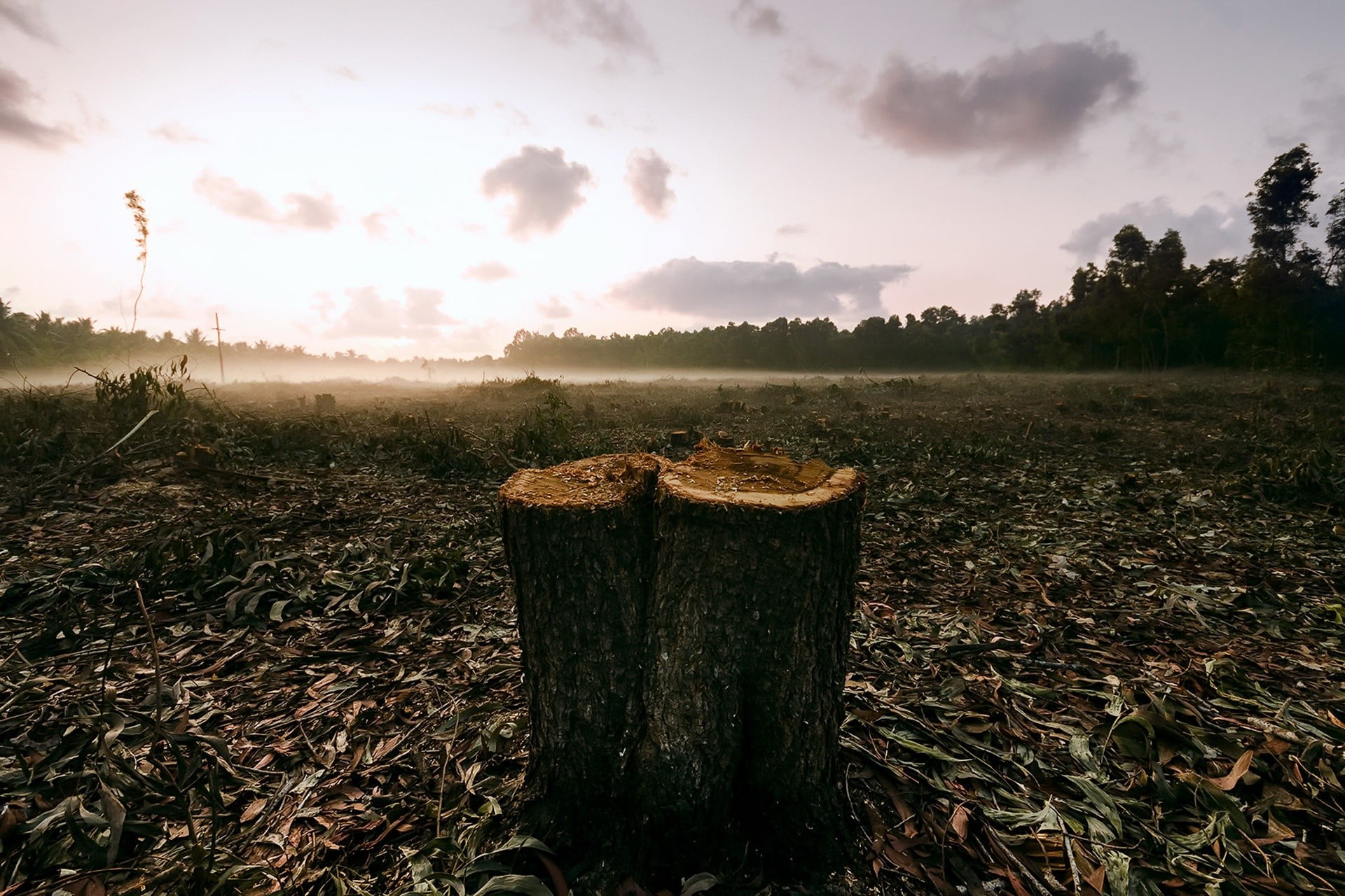 tree stump, beauty in nature, tranquil scene, cloud - sky, wood, bark, day, field, tree, wood - material, environment, forest, nature, sky, no people, outdoors, HD Wallpaper