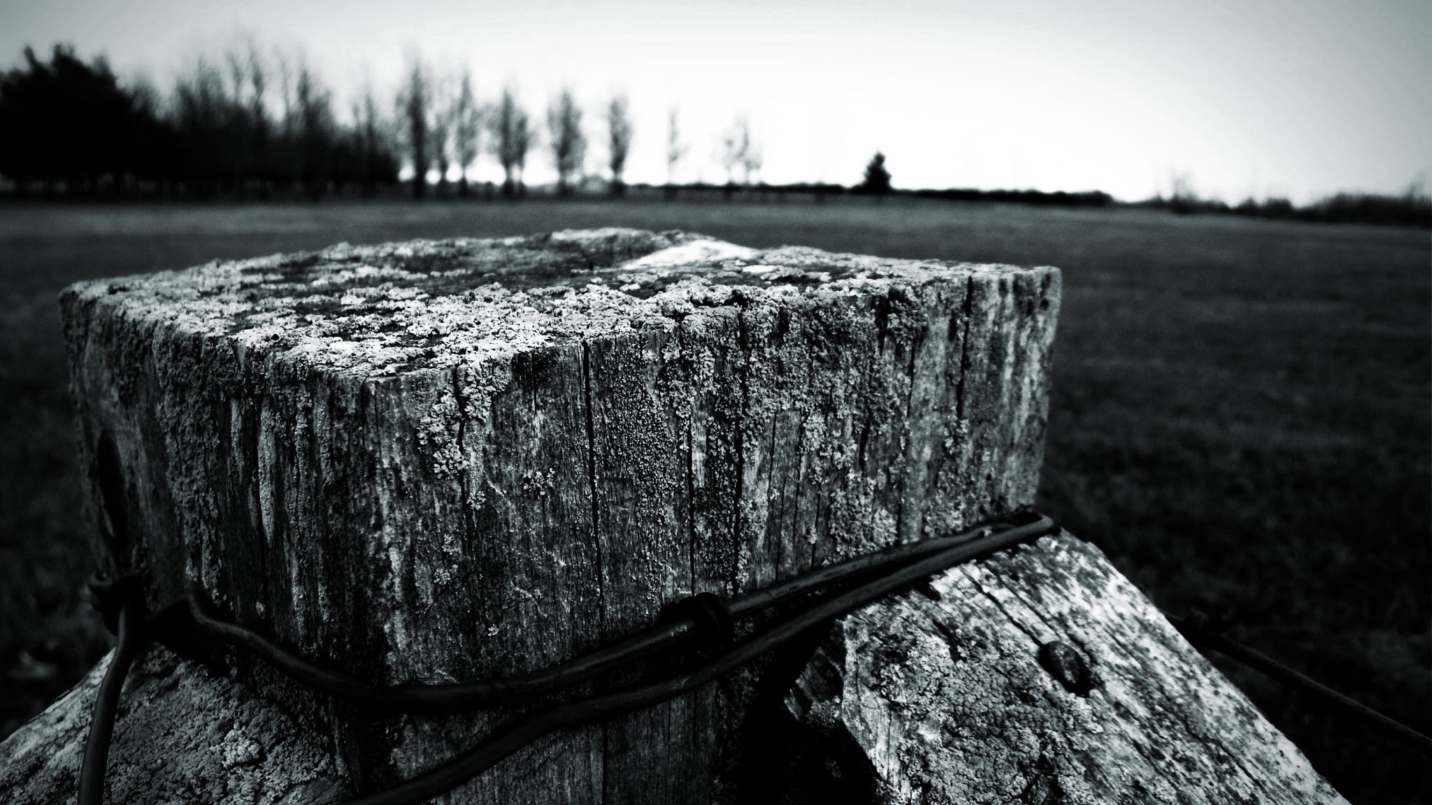 monochrome, focus on foreground, close-up, plant, field, tranquility, post, day, depth of field, wood - material, wood, 1080P, bark, tree, no people, nature, HD Wallpaper