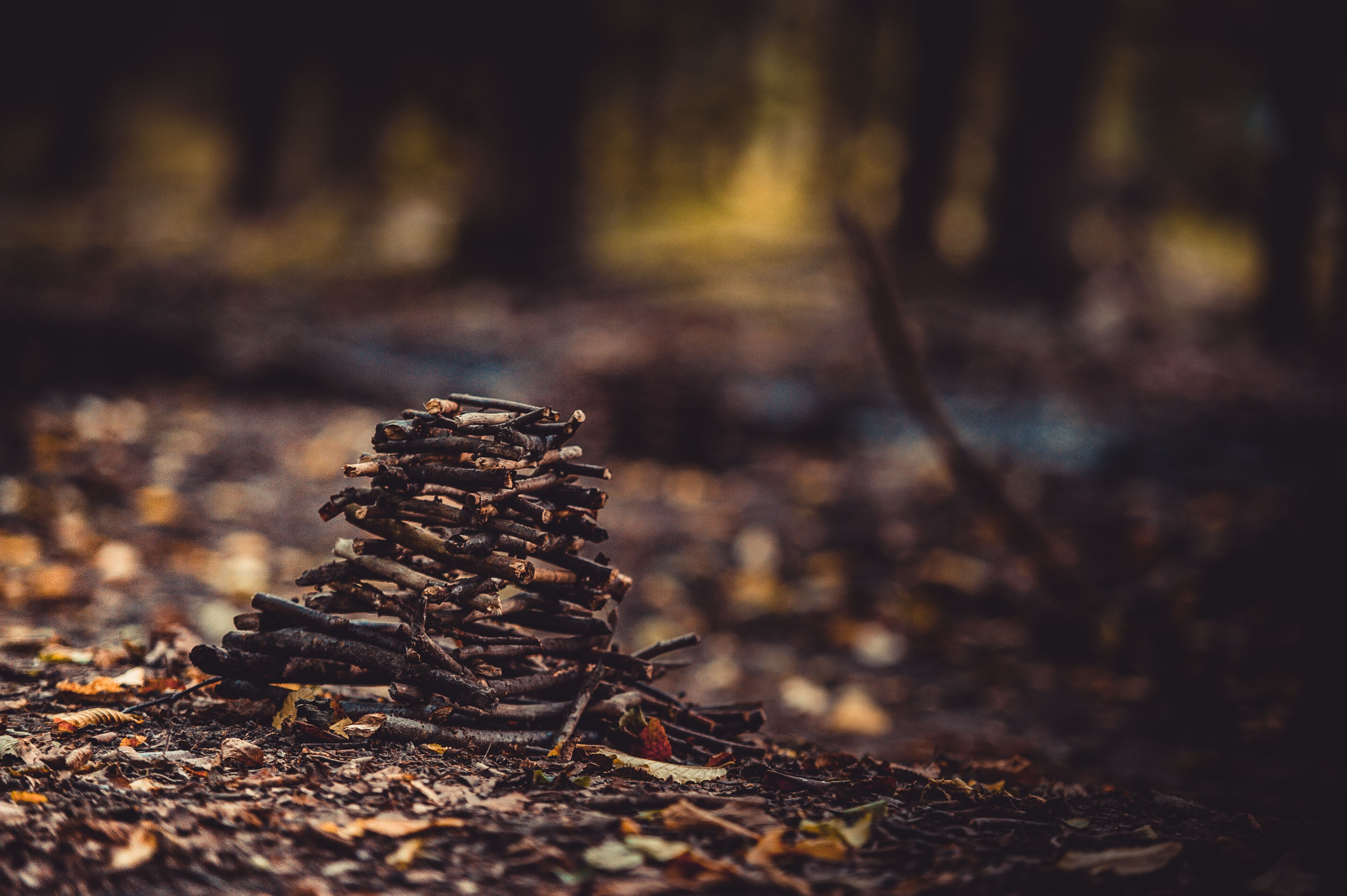 trunk, plant, tranquility, selective focus, wood - material, land, tree, no people, change, tree stump, landscape, nature, forest, bark, outdoors, falling, HD Wallpaper