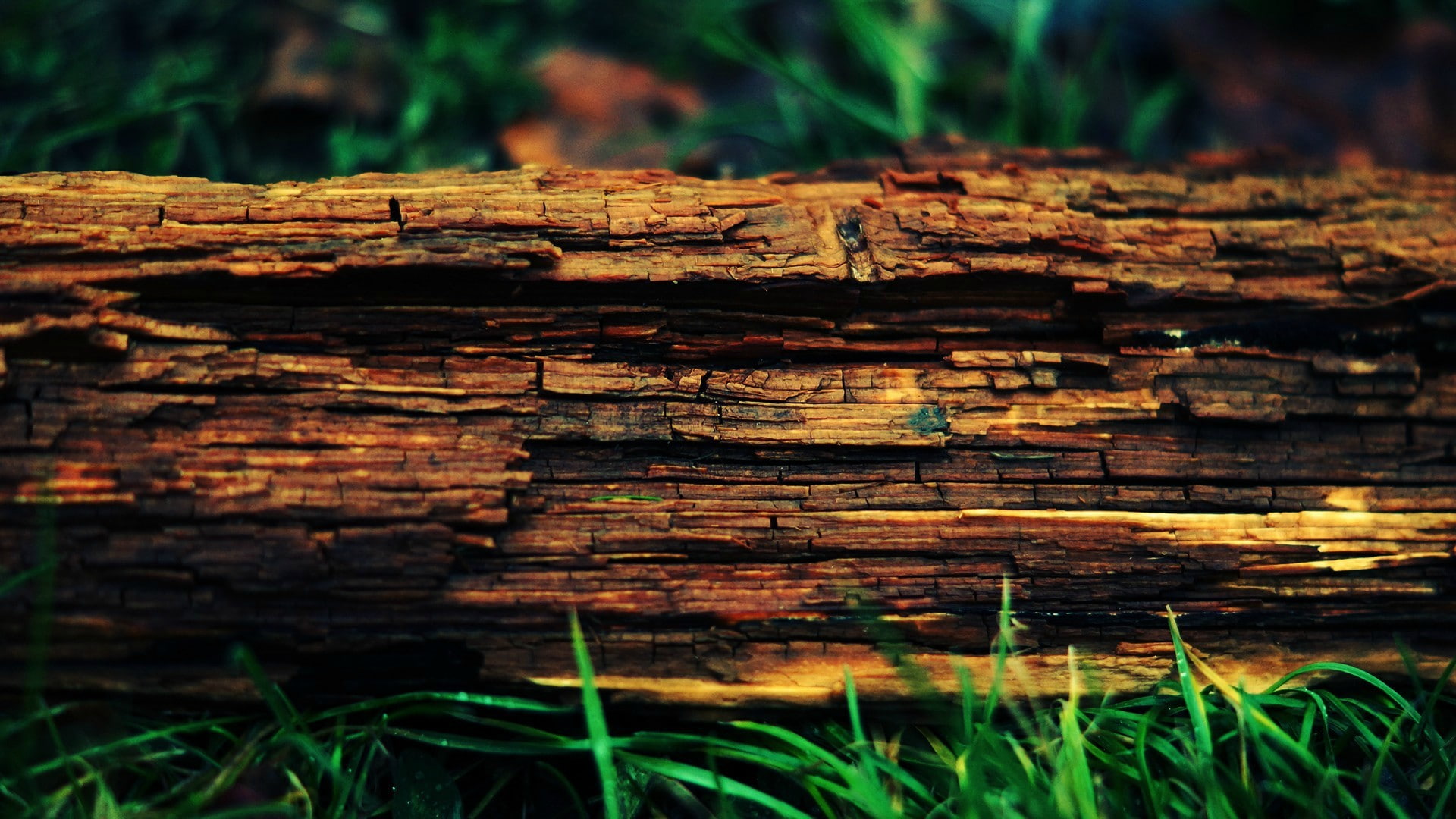 wood, 1080P, tree stump, trees, HD Wallpaper