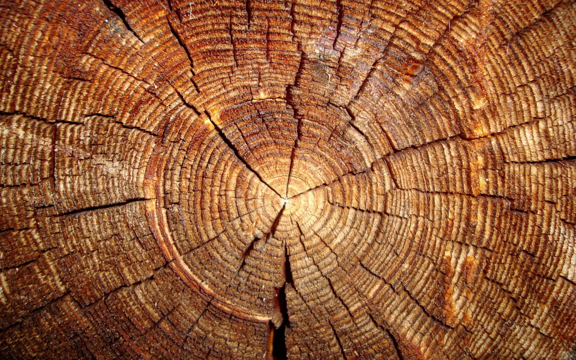 cracked, tree ring, bark, backgrounds, no people, rough, pattern, 1080P, outdoors, brown, full frame, concentric, natural pattern, close-up, tree trunk, HD Wallpaper