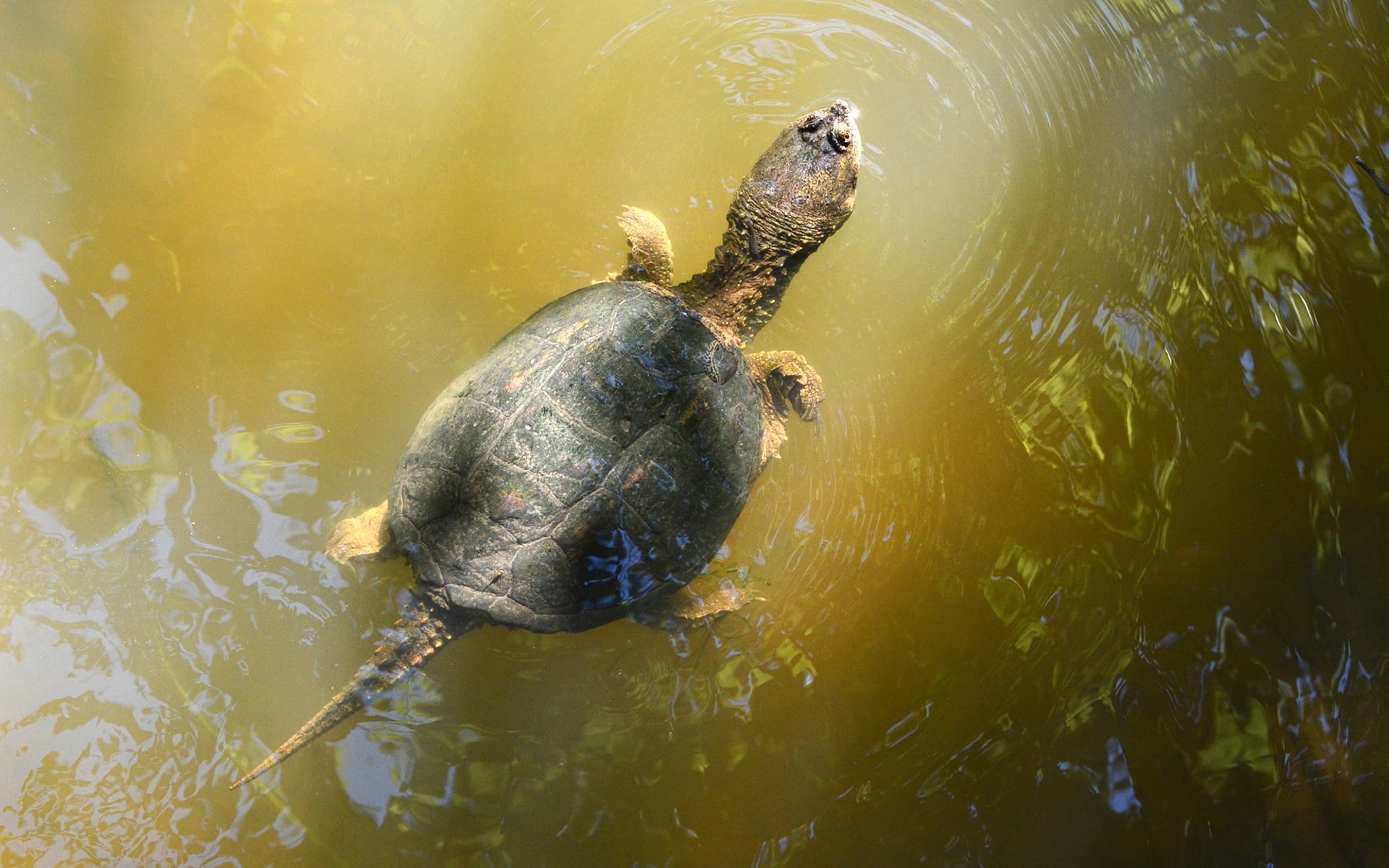 tortoise, turtle, animals, 1080P, hd, HD Wallpaper