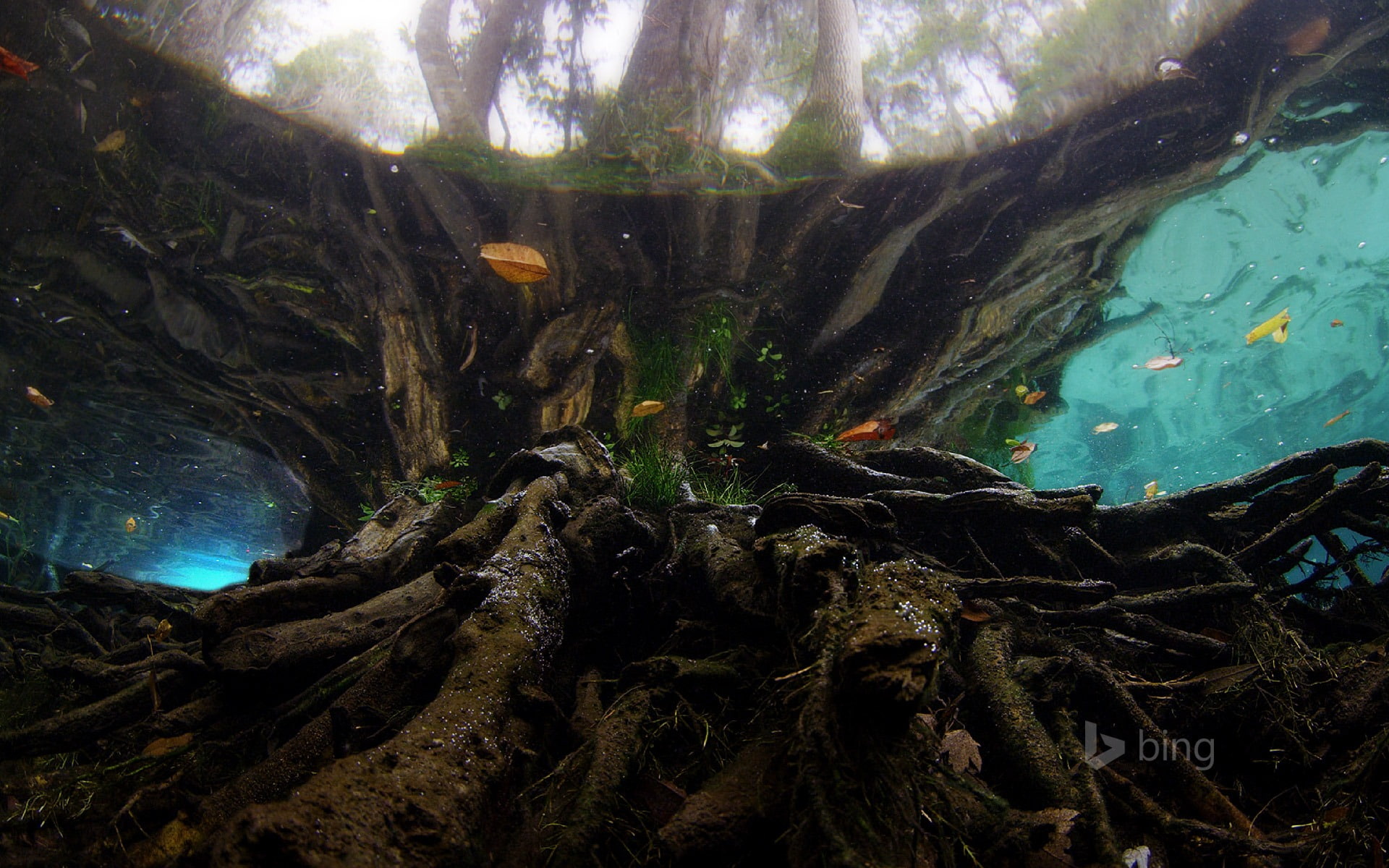 beauty in nature, water, environment, bing, trunk, root, day, no people, tree trunk, sea, forest, theme, stump, outdoors, nature, land, underwater, HD Wallpaper