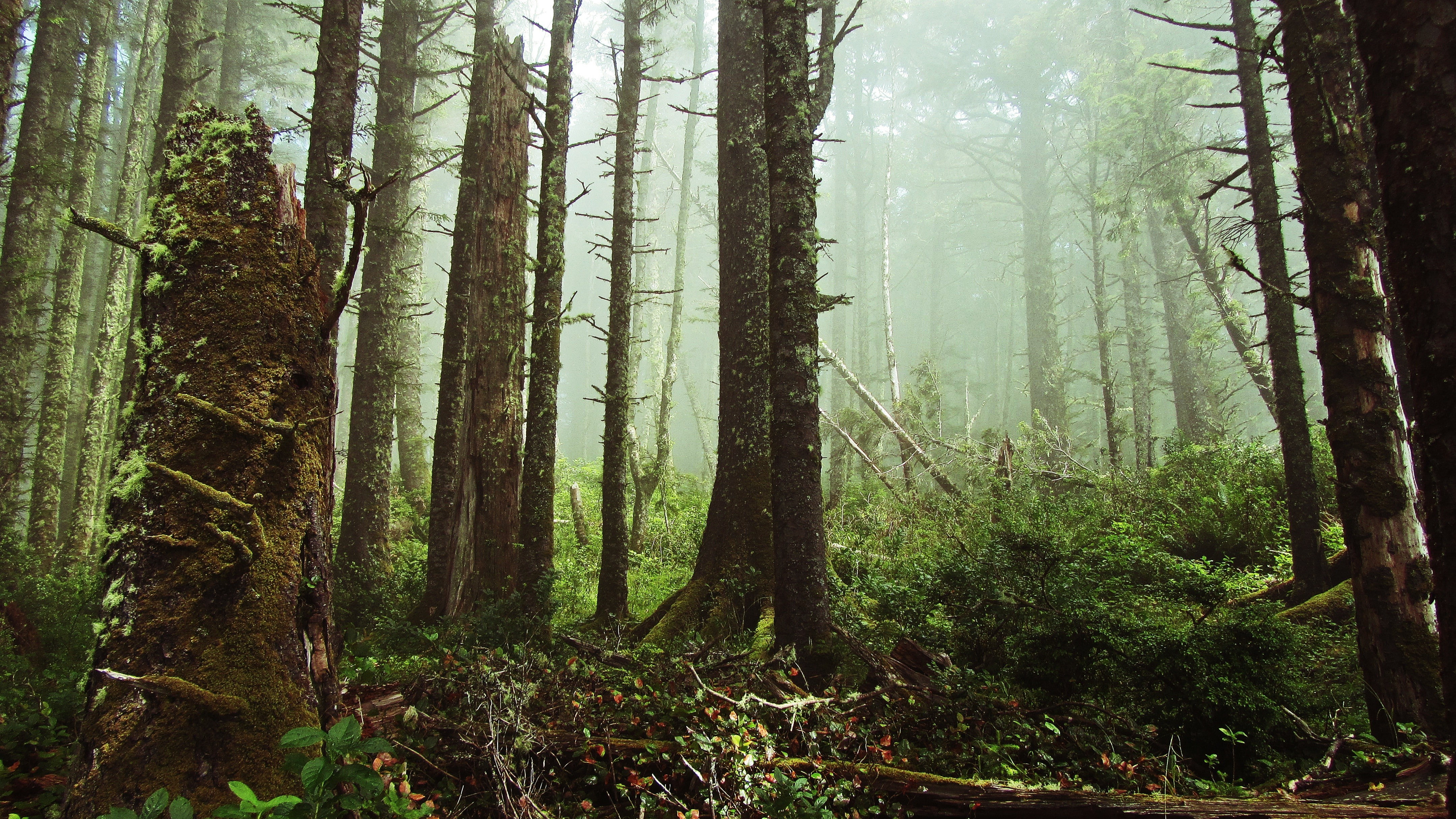 4K, forest, nature, ferns, tree stump, mist, HD Wallpaper