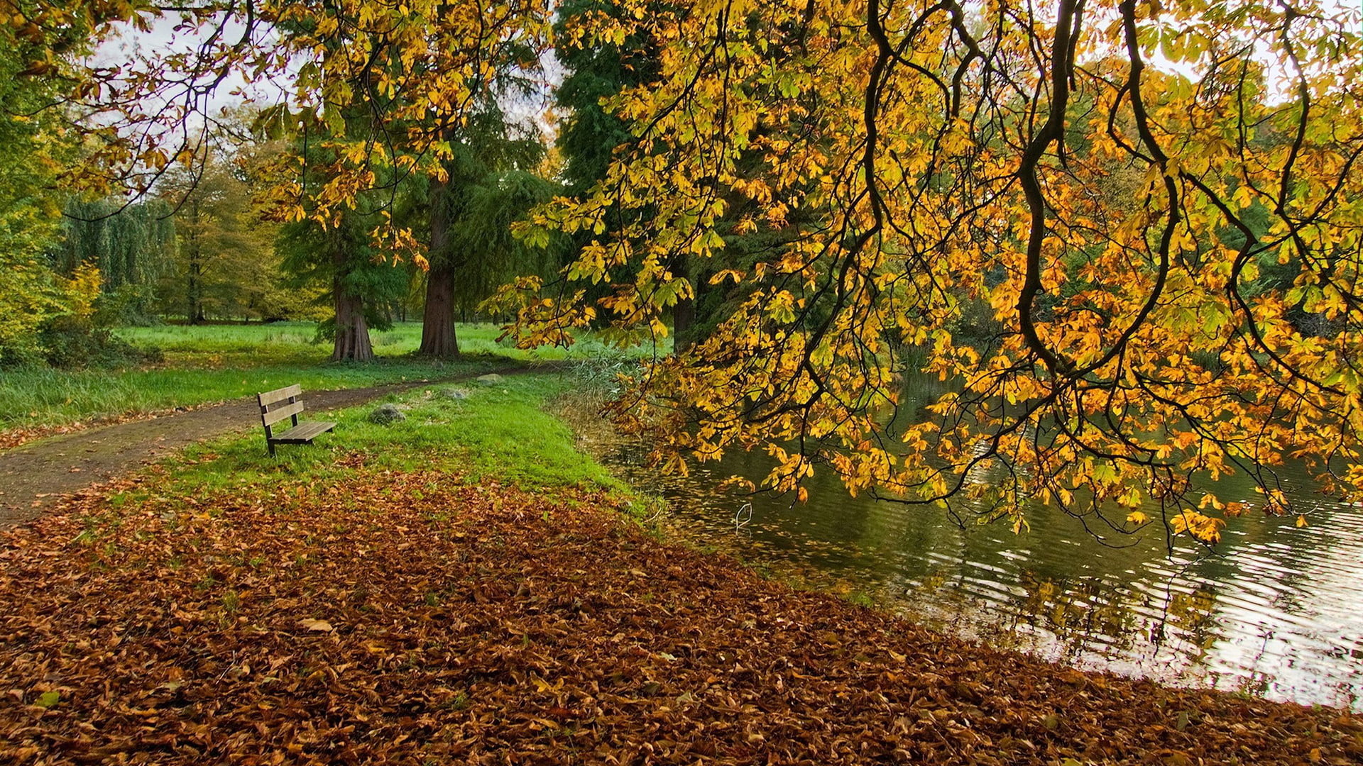 yellow, tree, garden, leaves, bark, sun, leaf, tranquil scene, plant part, park, environment, color, spring, maple, summer, tranquility, autumn, foliage, HD Wallpaper