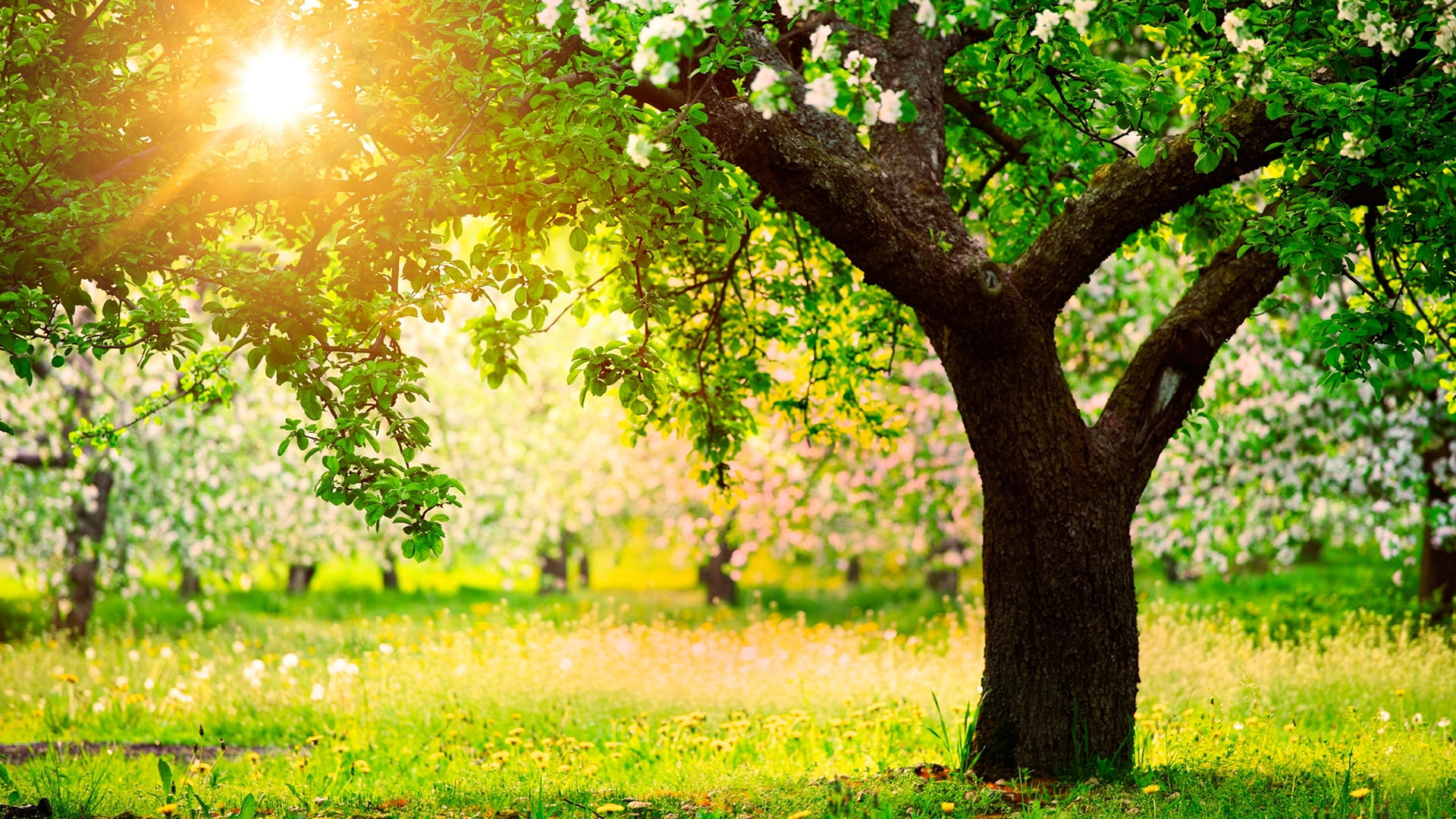 green color, trunk, wood, environment, branches, greenery, sky, branch, leaf, trees, natural, outdoors, woods, bark, color, nature, grass, autumn, plant, HD Wallpaper