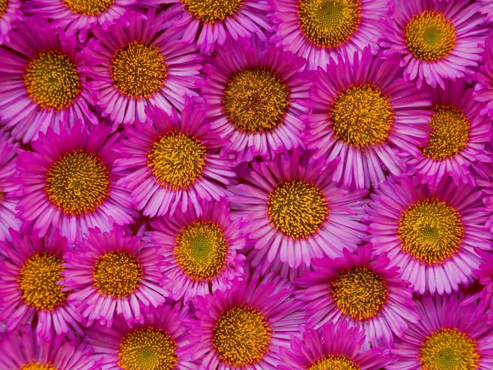 freshness, backgrounds, close-up, macro, multi Colored, pollen, purple, outdoors, growth, asters, red, buds, close, photogrpahy, no People, nature, gerbera Daisy, HD Wallpaper