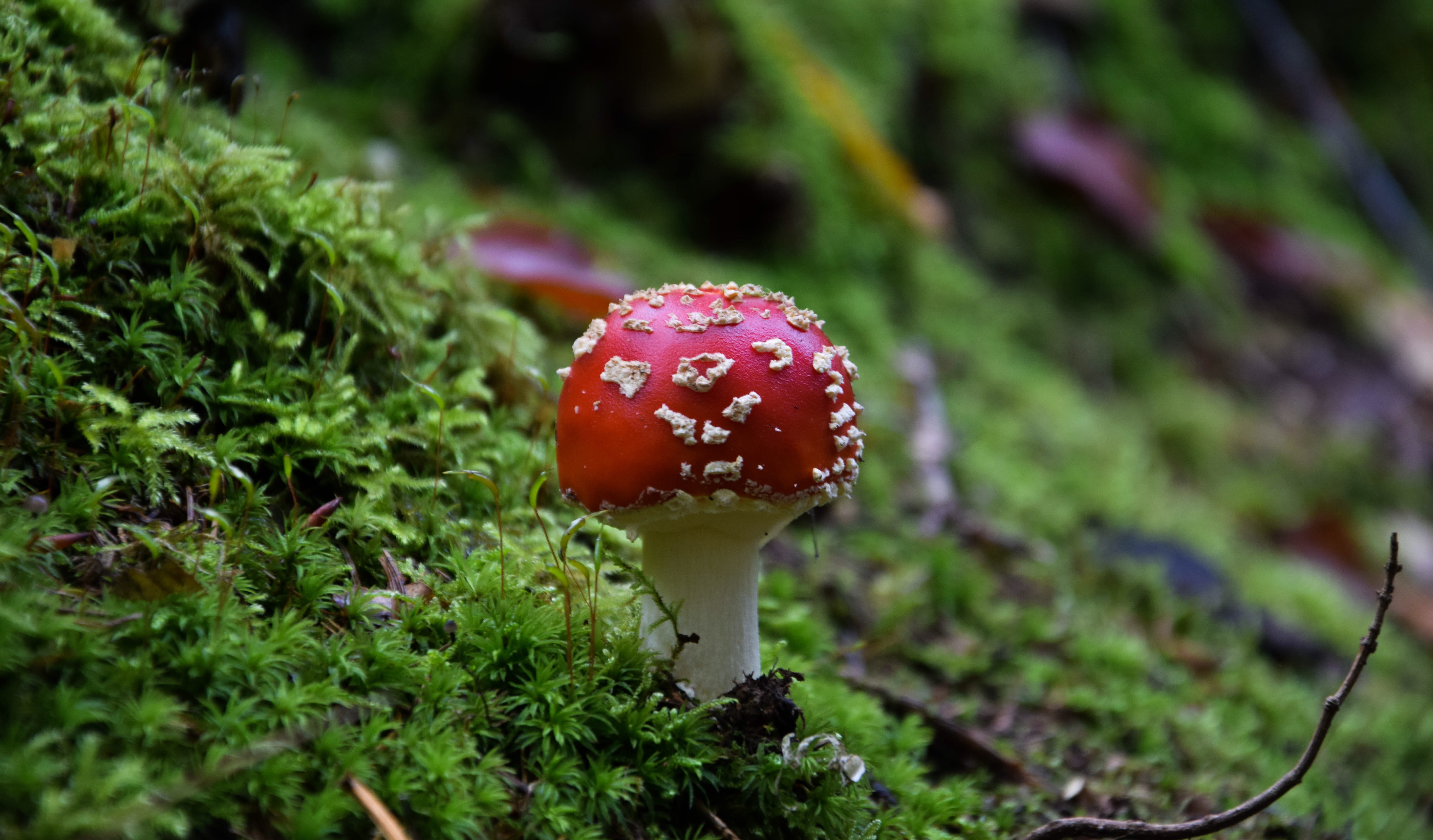 mushroom, plant, photogrpahy, growth, land, green color, day, toadstool, surrounded, no people, close-up, red, focus on foreground, beauty in nature, fly agaric mushroom, HD Wallpaper