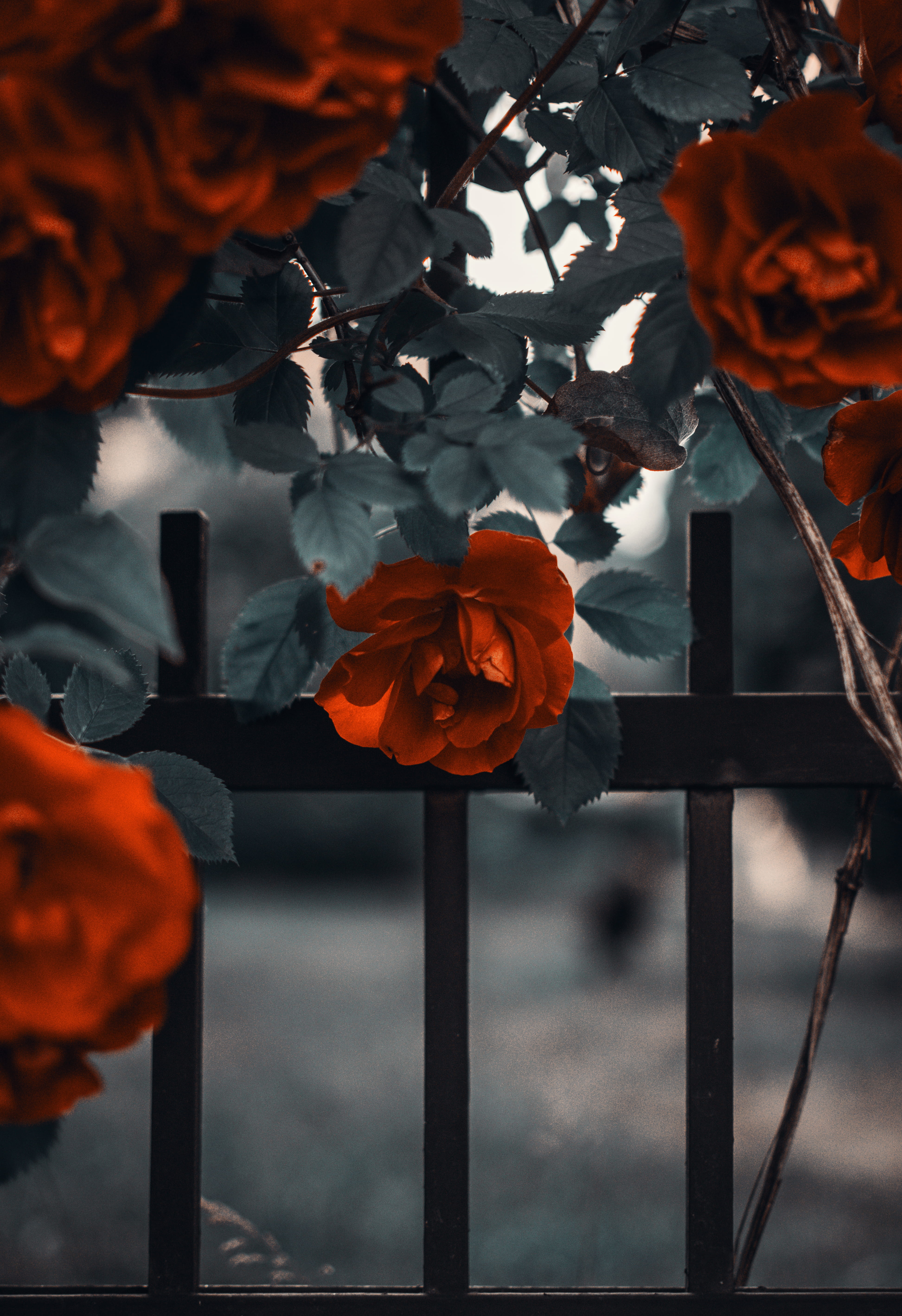 metal, bloom, flower head, focus on foreground, selective, fence, flowers, no people, garden, beautiful, close-up, boundary, vulnerability, flora, flower, Phone HD Wallpaper