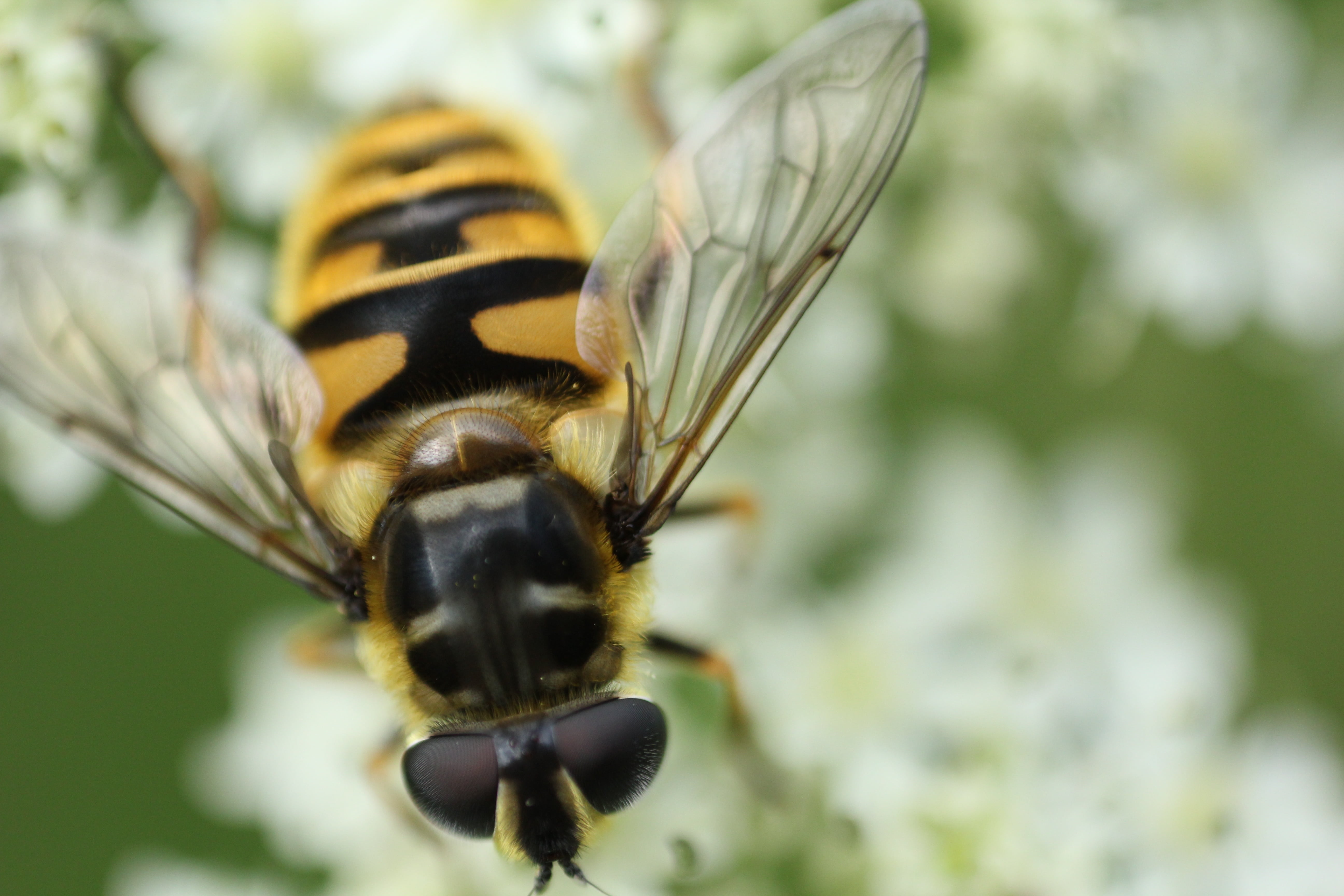 macro, insect, close-up, flower, photogrpahy, bee, animal wildlife, plant, outdoors, animal, no people, focus on foreground, animal eye, day, animal wing, HD Wallpaper