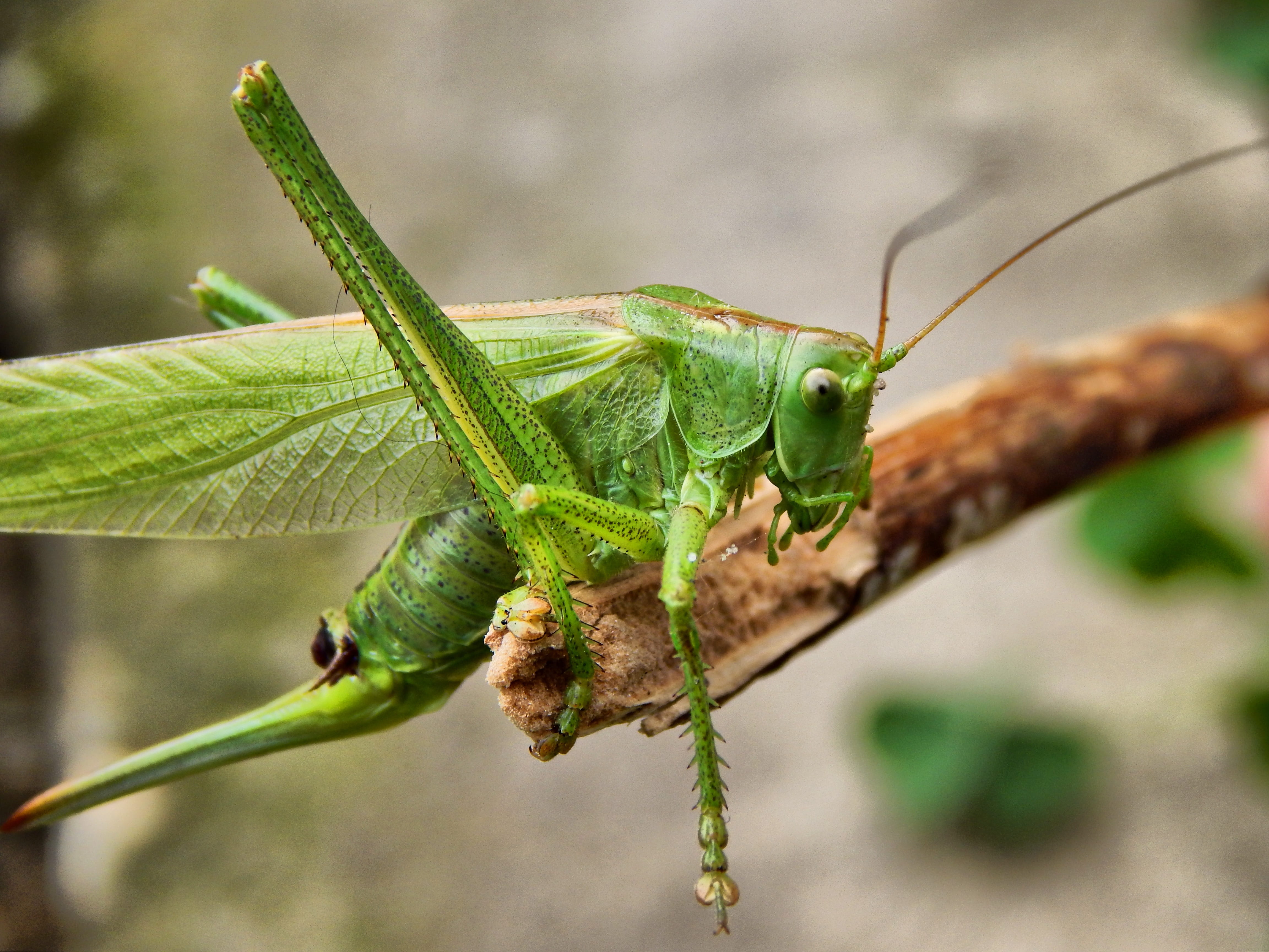 macro, chameleon, animal body part, grasshopper, 4K, close-up, lizard, plant, one animal, photogrpahy, no people, reptile, close, animal eye, animal, green color, HD Wallpaper