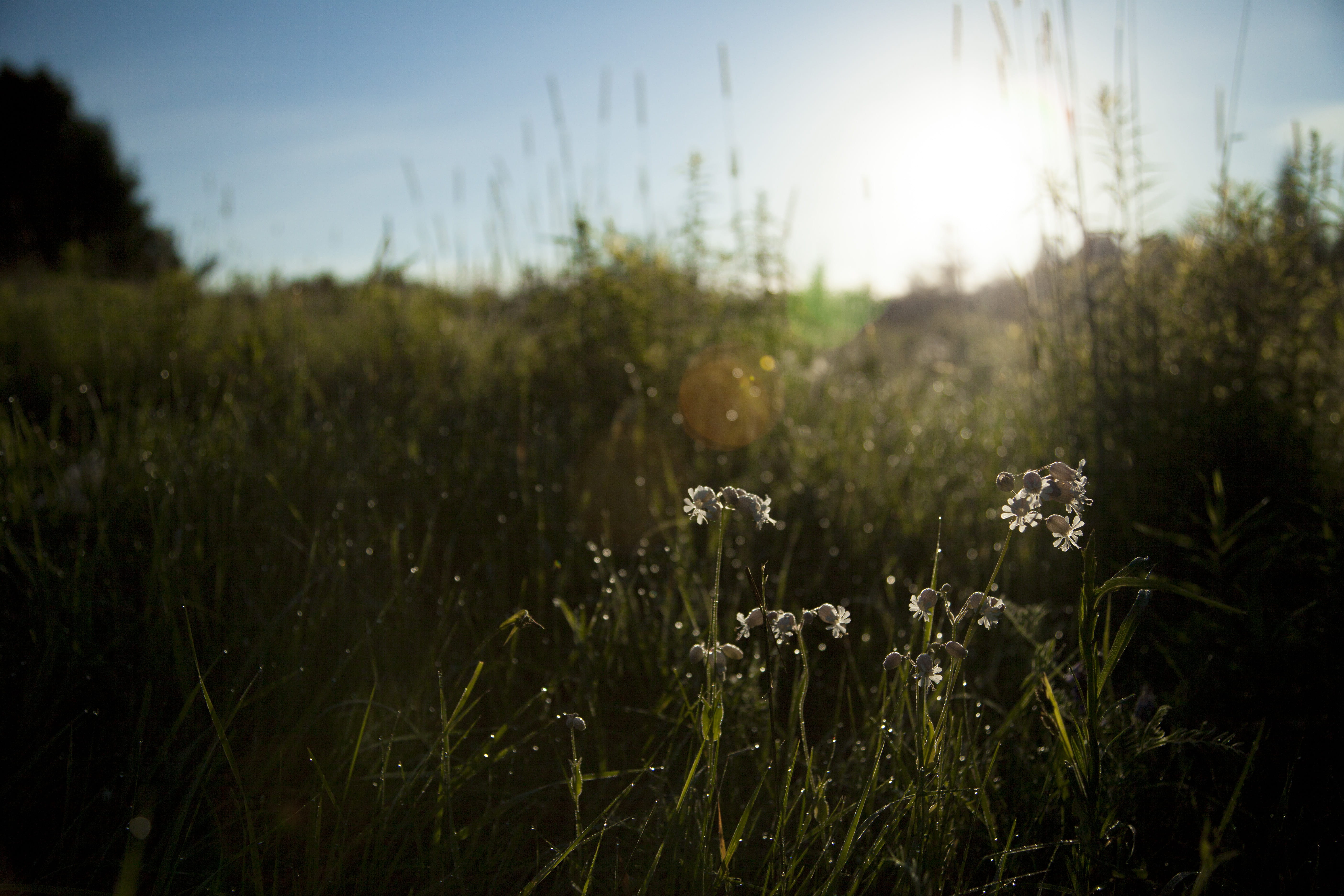 land, daytime, rural Scene, summer, bright, focus, selective, sunlight, sun, meadow, lens flare, flower, field, 5K, growth, beauty In Nature, landscape, HD Wallpaper