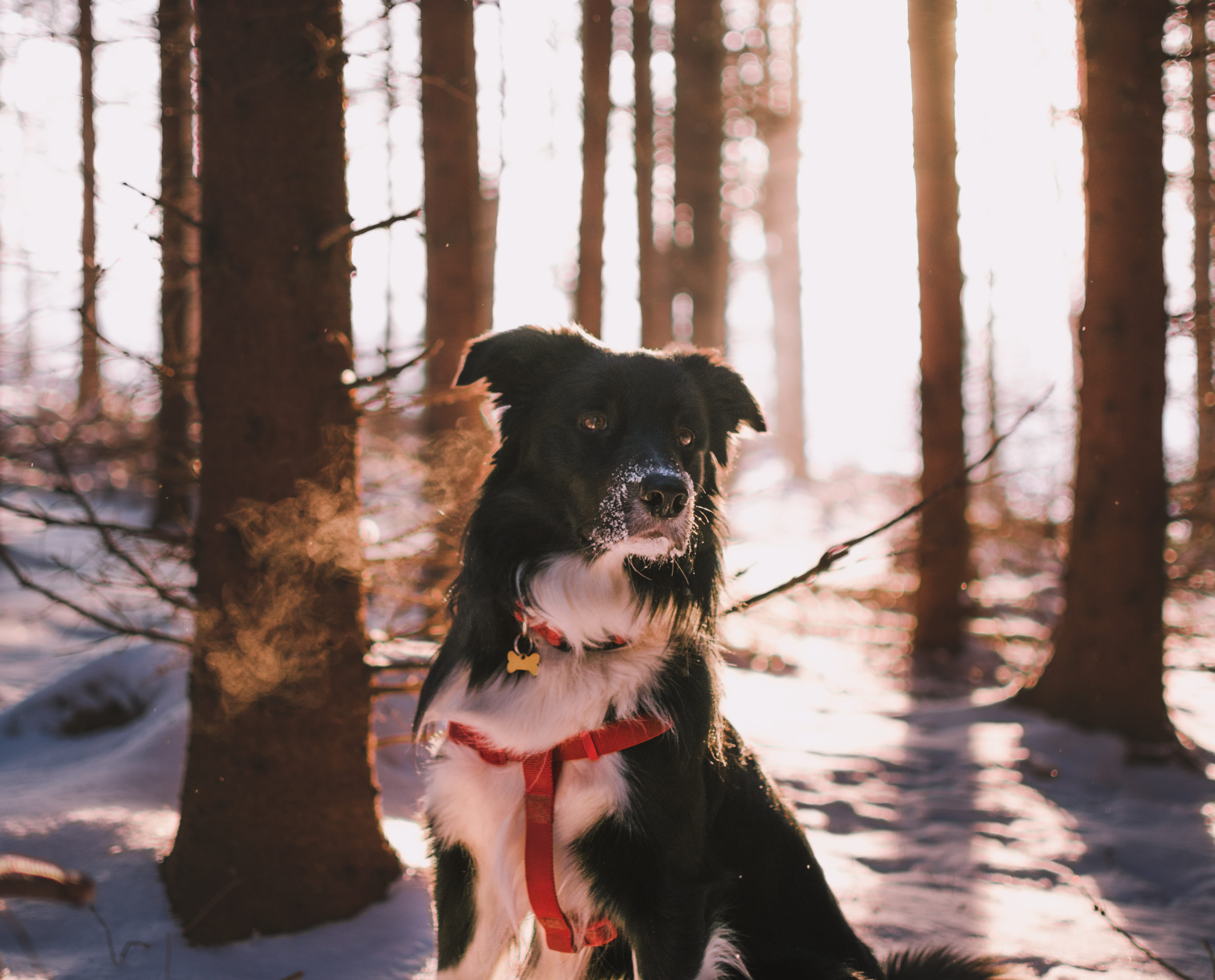 domestic animals, mammal, winter, photogrpahy, pet, plant, no people, trees, woodland, mouth open, long, canine, near, snow, daytime, vertebrate, closeup, HD Wallpaper
