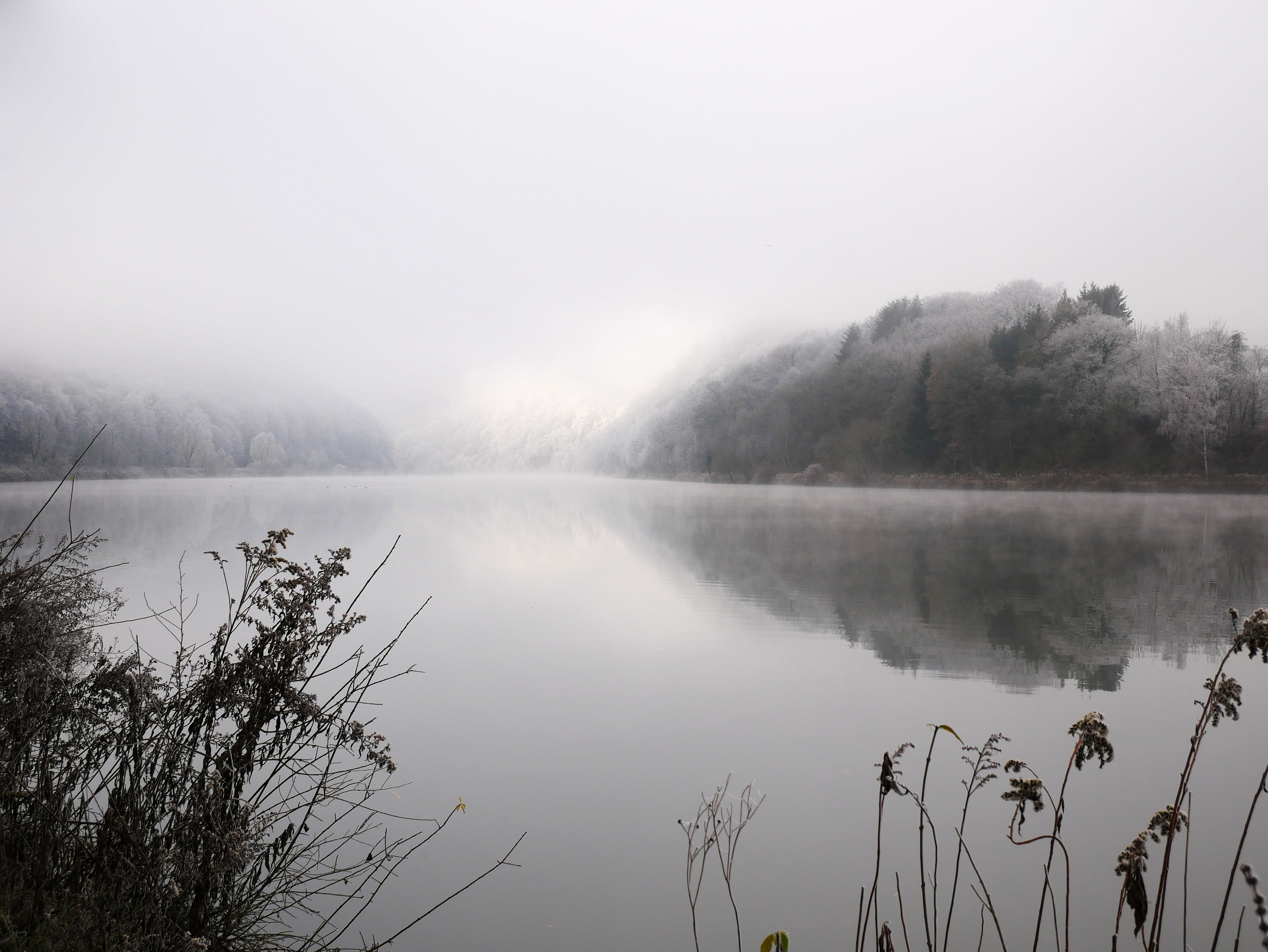 plant, Saar, reflection, day, lake, Germany, fog, River, Nature, scenics, water, landscape, cold, sky, tranquil Scene, river, scenics - nature, no People, HD Wallpaper
