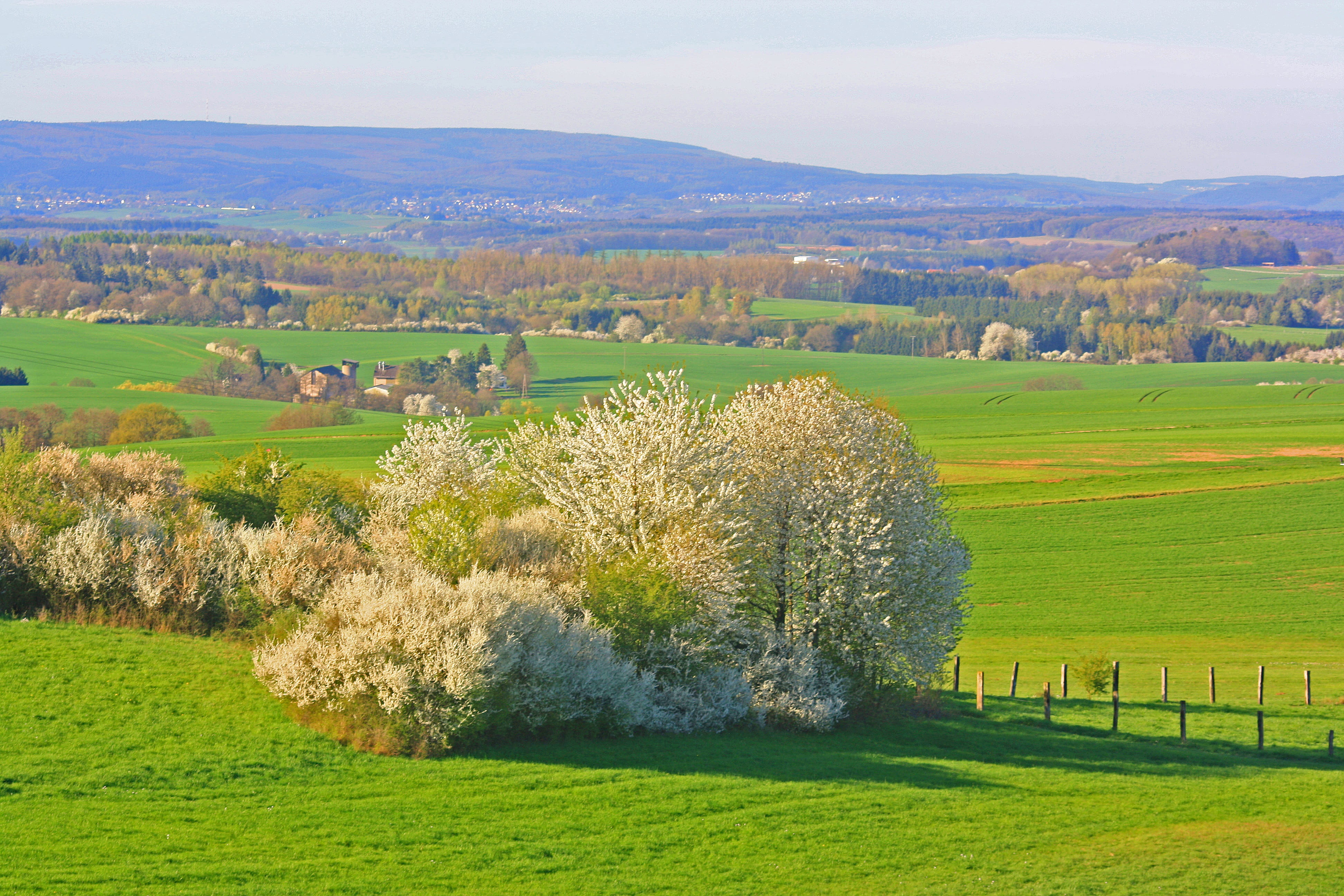 spring awakening, land, scenics - nature, warmertag, beauty in nature, vision, landscape, tranquil scene, agriculture, 4K, grass, cherry blossom, growth, HD Wallpaper