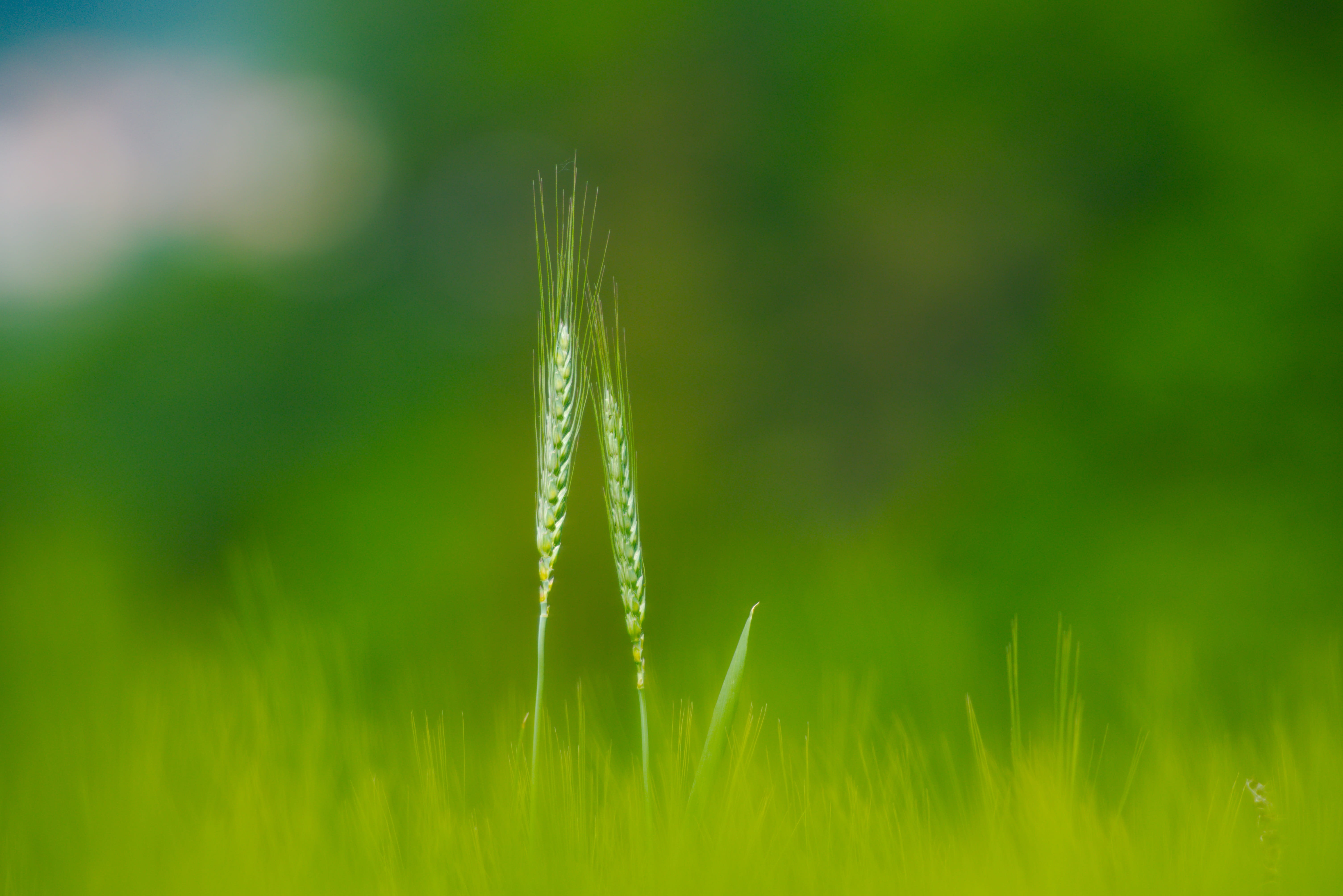 close-up, grass, spring, vulnerability, dew, day, plant, saarland, nature, field, outdoors, growth, land, spike, no people, beauty in nature, selective focus, HD Wallpaper