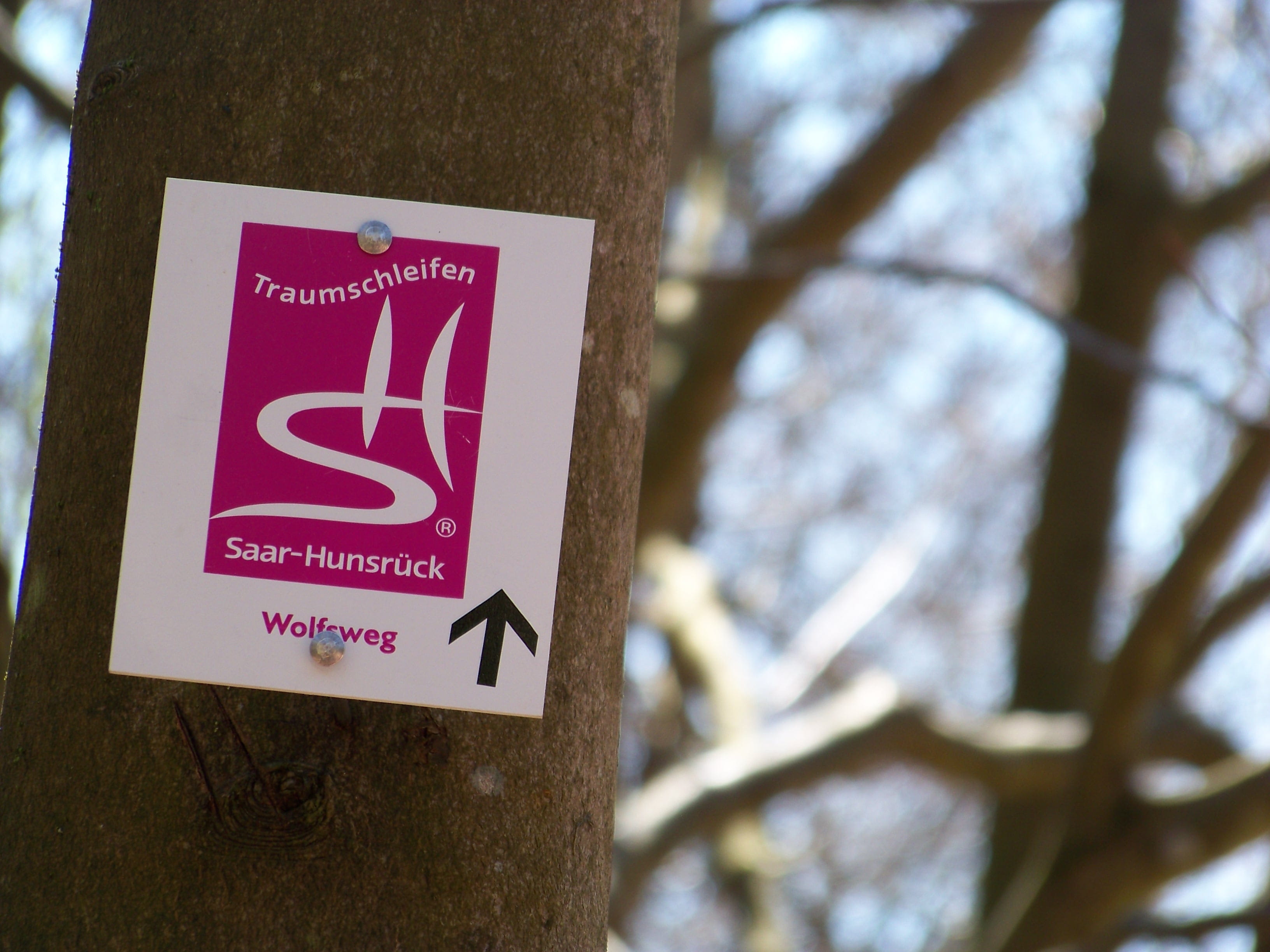 2K, close-up, selective focus, sign, focus on foreground, western script, tree trunk, route, warning sign, trekking, red, message, outdoors, wolfspark werner freund, HD Wallpaper